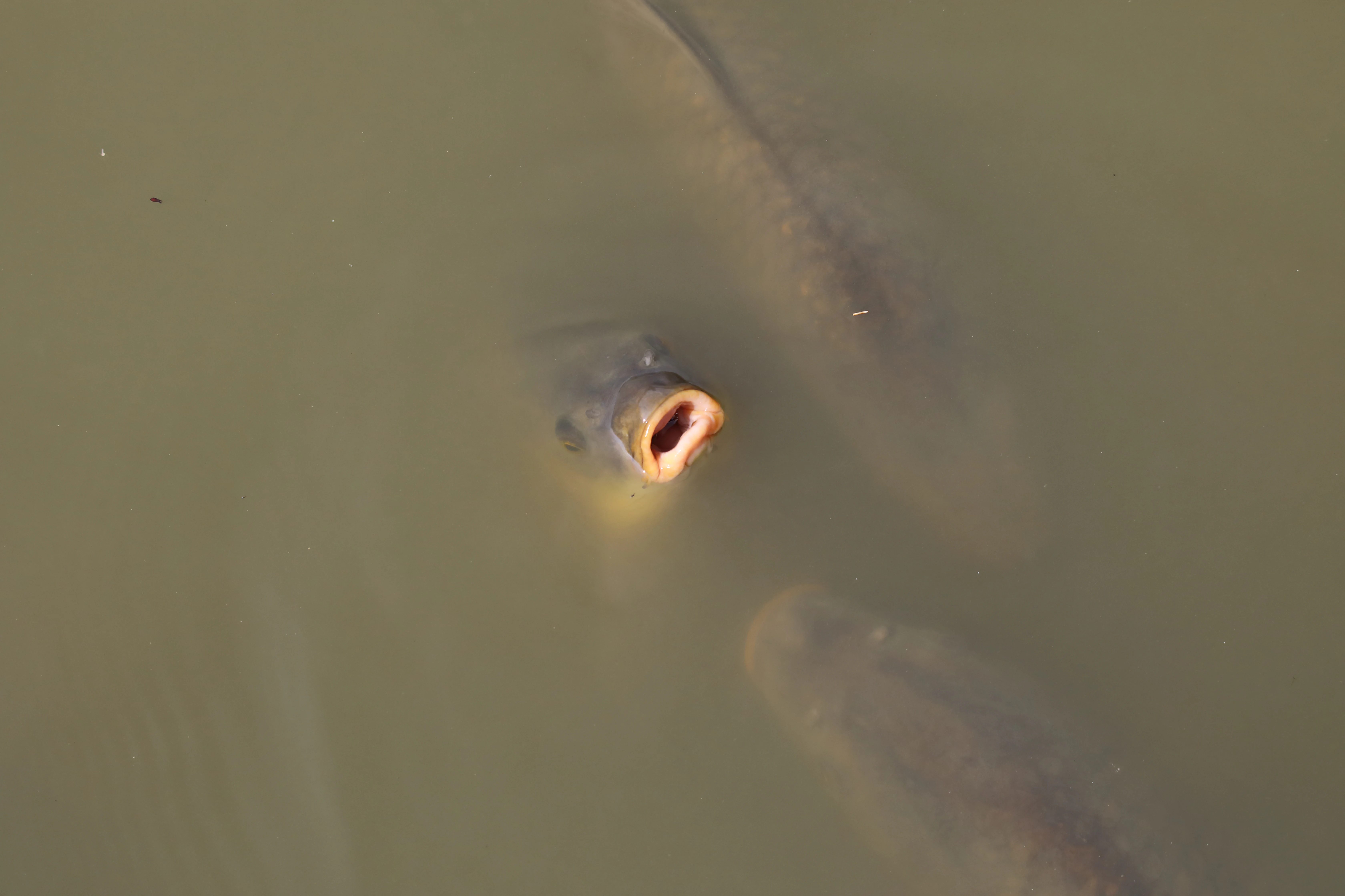 A close-up view of a carp with its mouth slightly open, surfacing in turbid water.