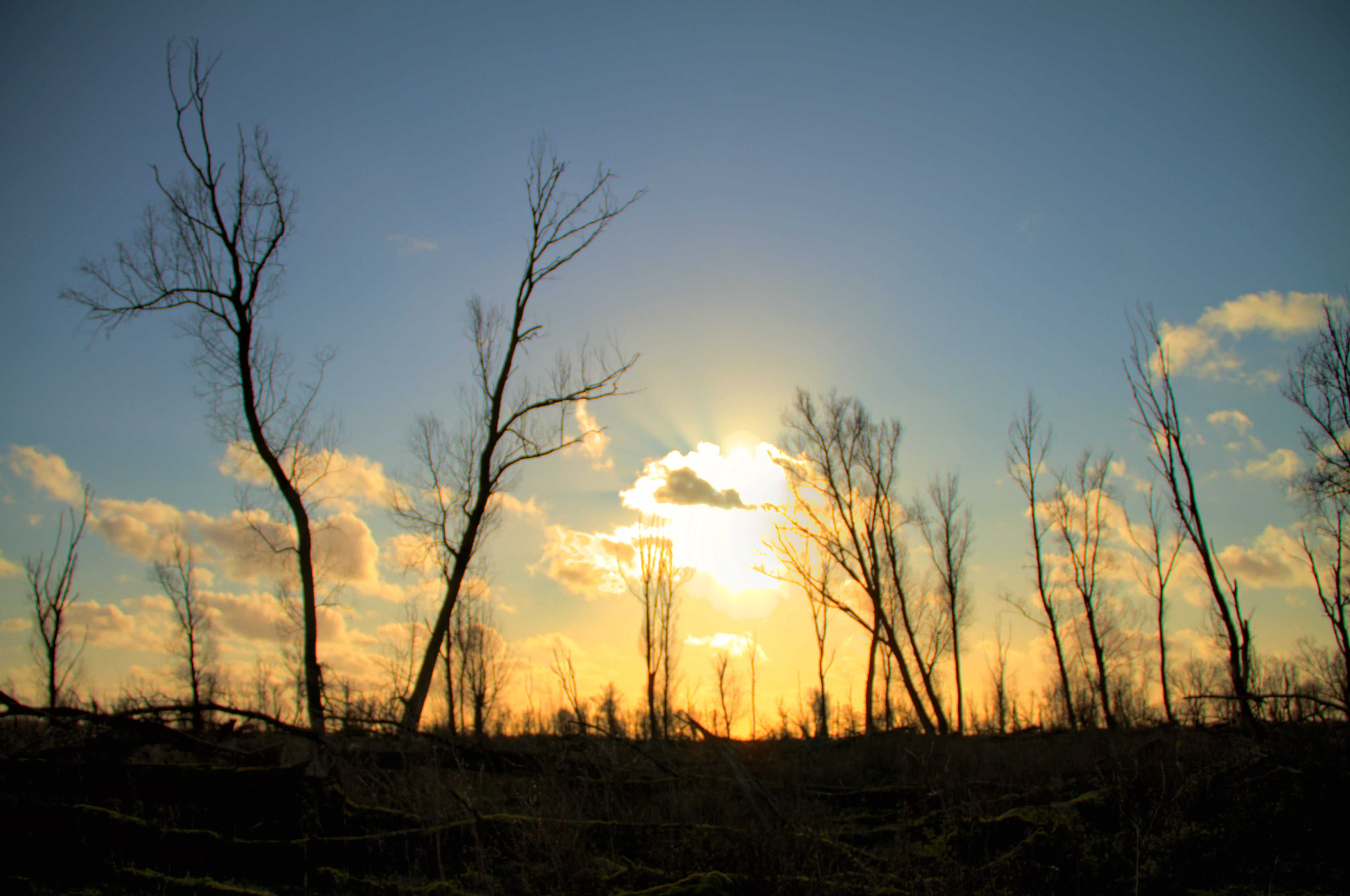 Bare, leafless trees silhouetted against a bright sunset sky in a flat, open landscape.