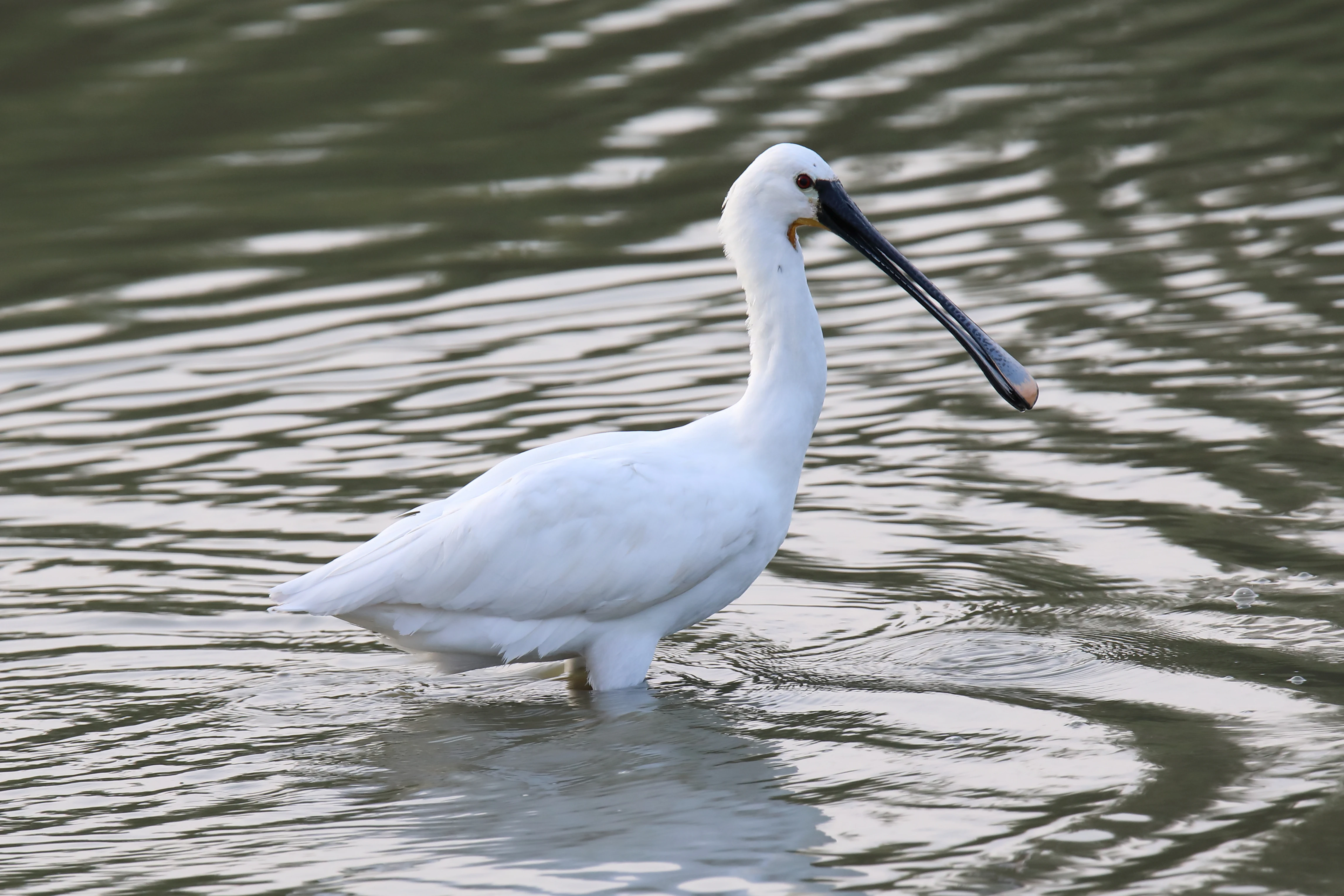 A white Eurasian spoonbill bird with a long flat-tipped black beak standing in shallow water.