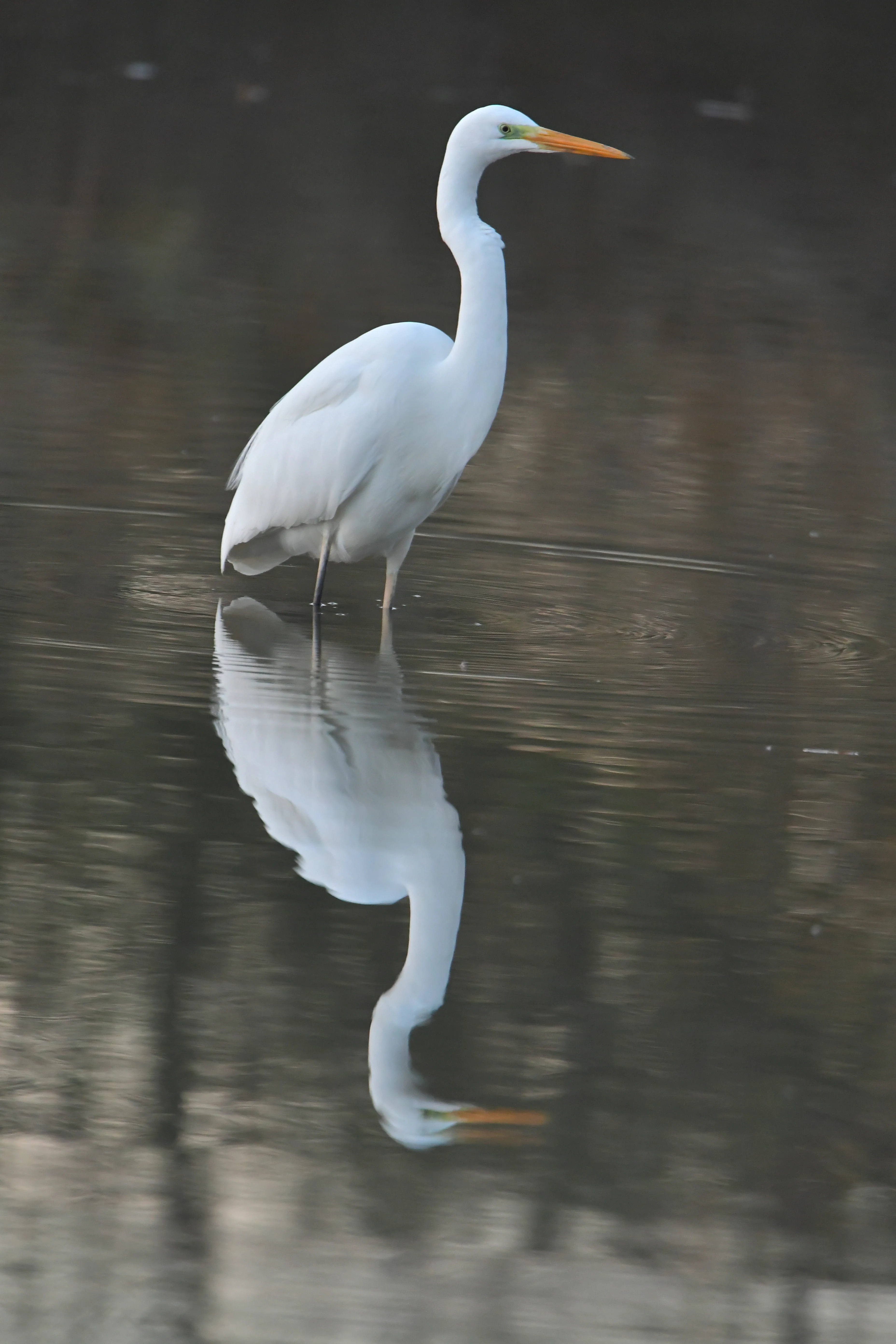 A white Great Egret stands in dark, still water, with its reflection mirrored on the surface.