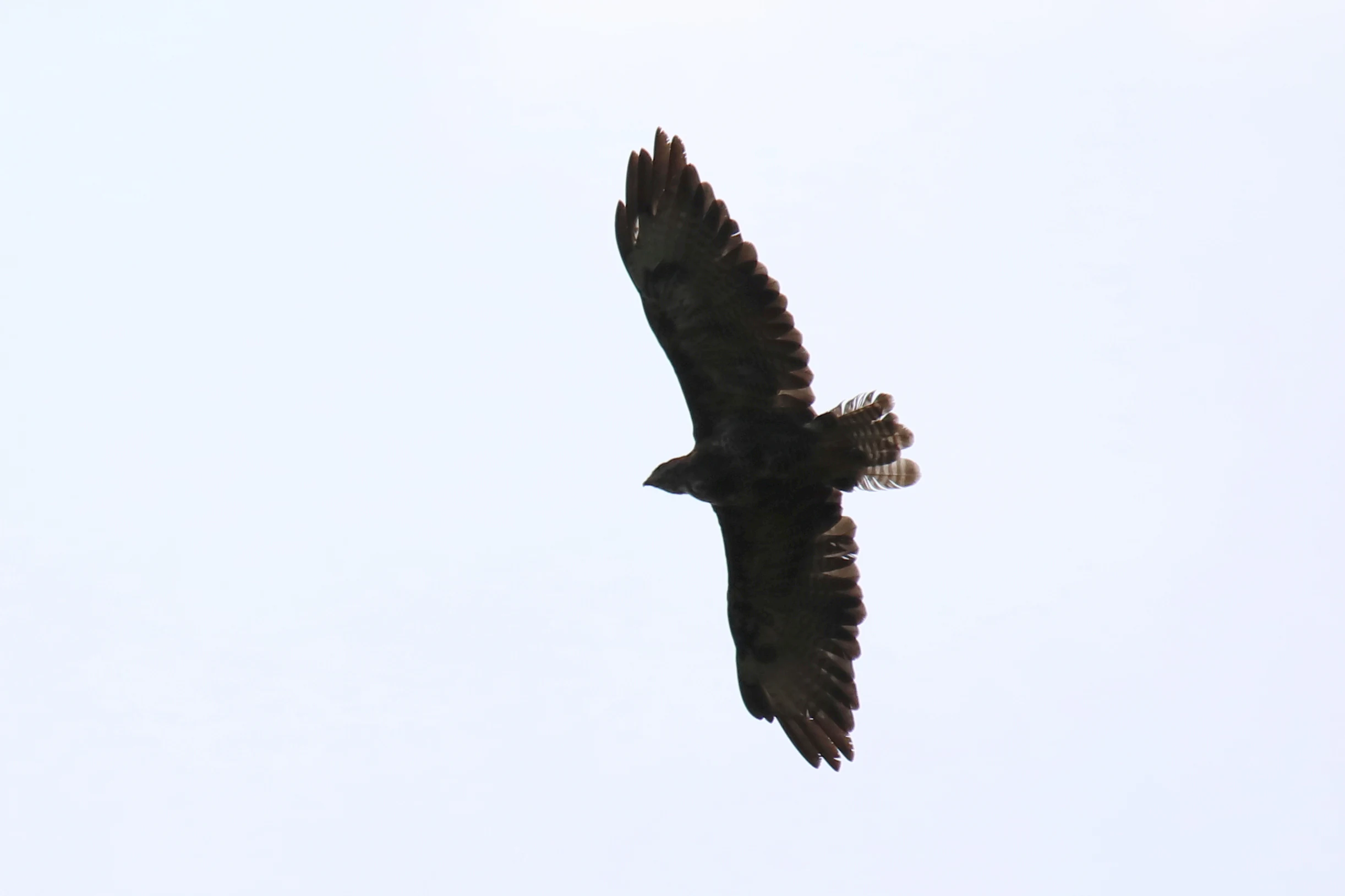 A large dark bird of prey soaring against a bright, overcast white sky.