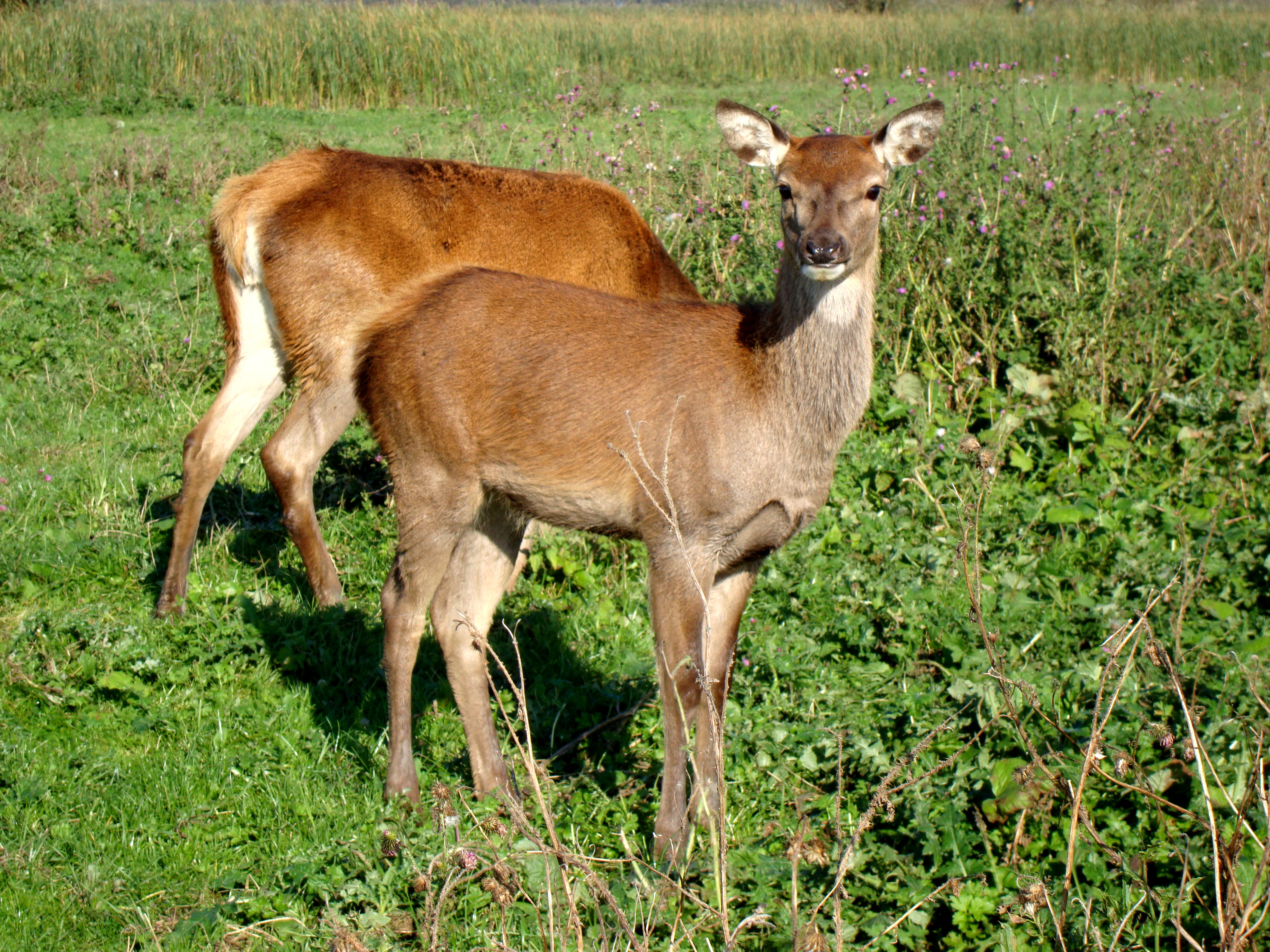 Two red deer standing in a green meadow with one deer looking directly at the camera.