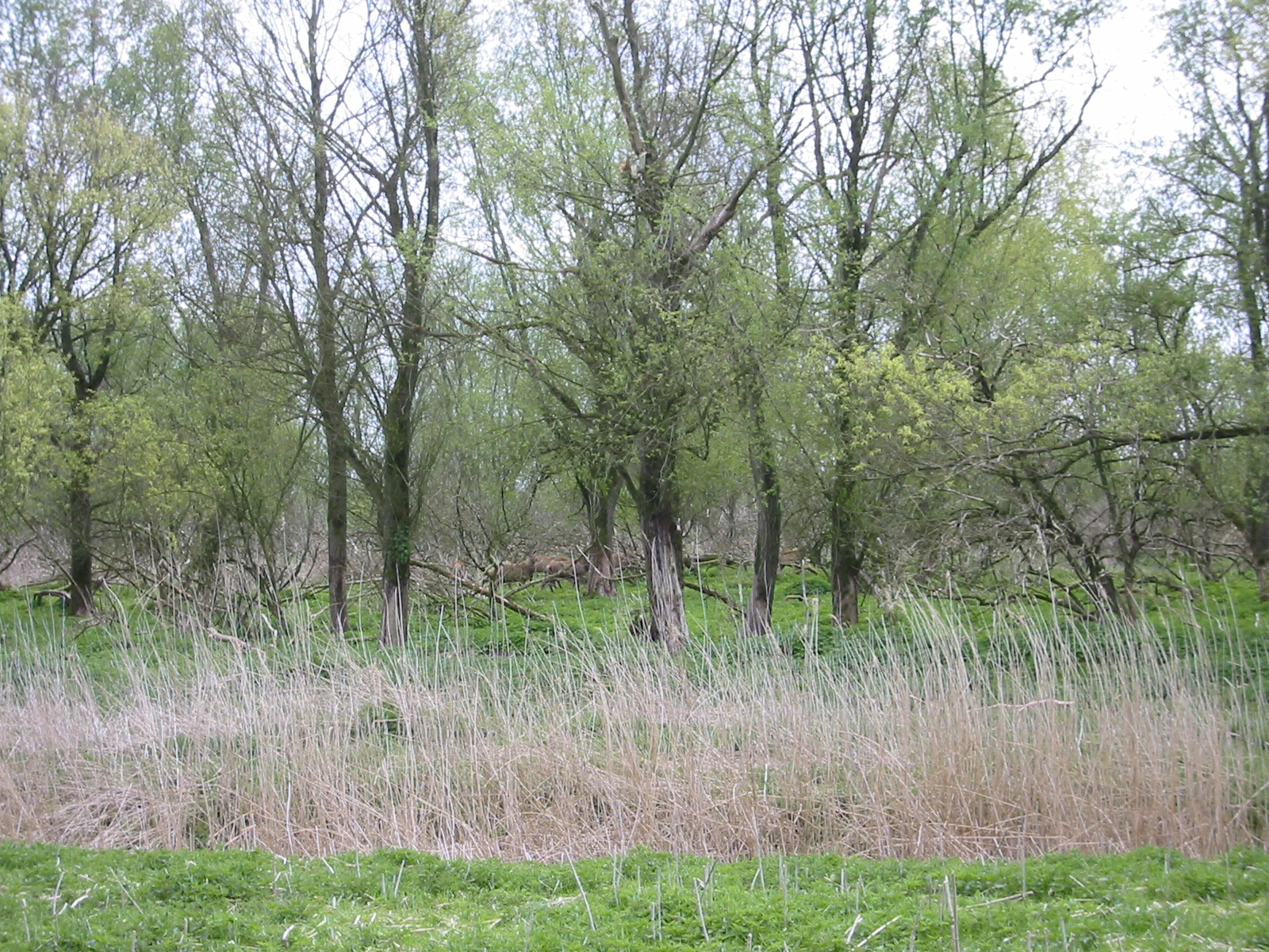 A wetland scene with tall, thin deciduous trees behind a thick patch of dry reeds, with green grass in the foreground.
