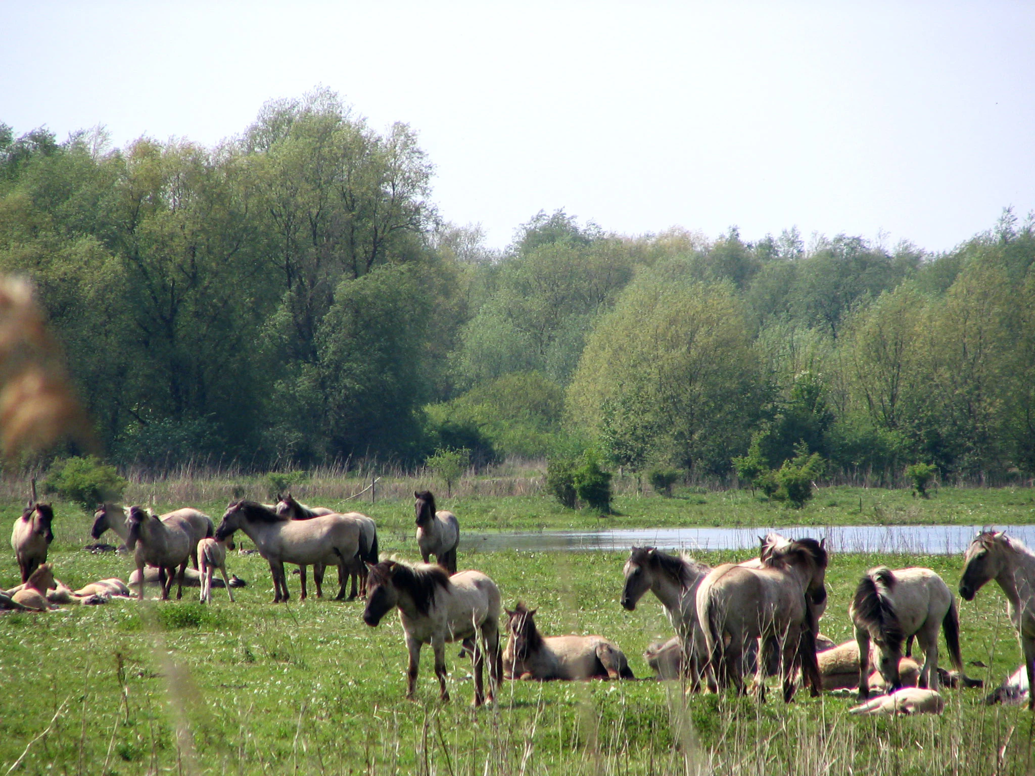A group of light brown Konik horses grazing and resting in a green meadow with a small body of water and a treeline in the background.