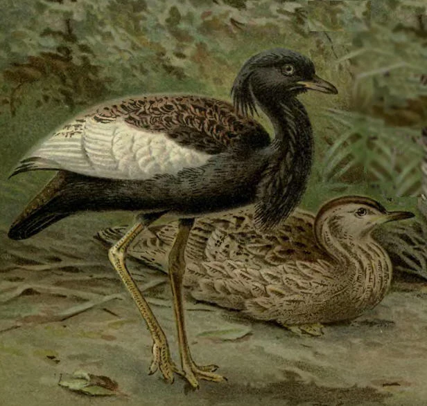 Ilustración de dos avutardas bengalíes de plumaje marrón y blanco moteado, de pie sobre un suelo cubierto de hojas
