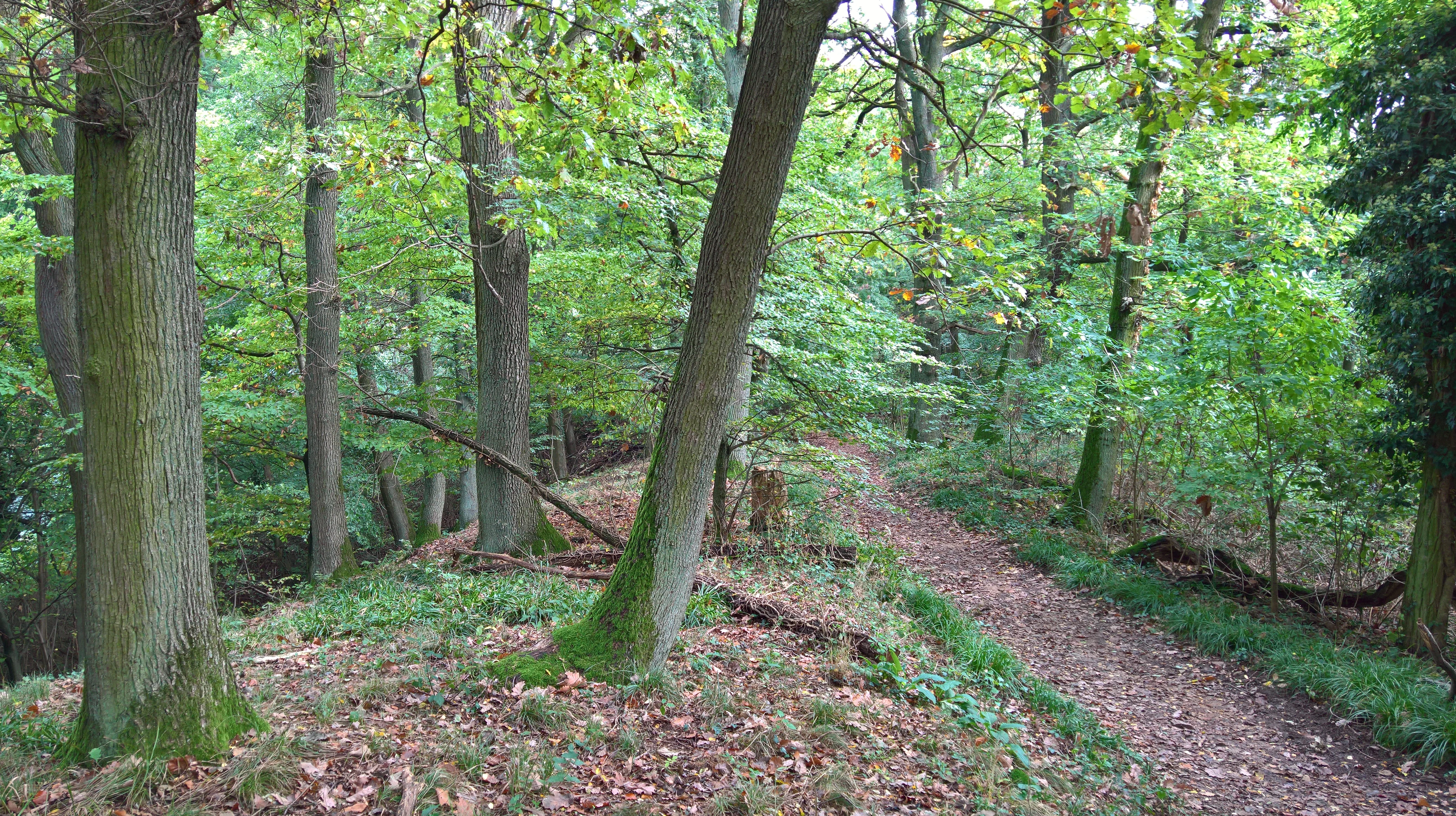Orbishe Ridge trail