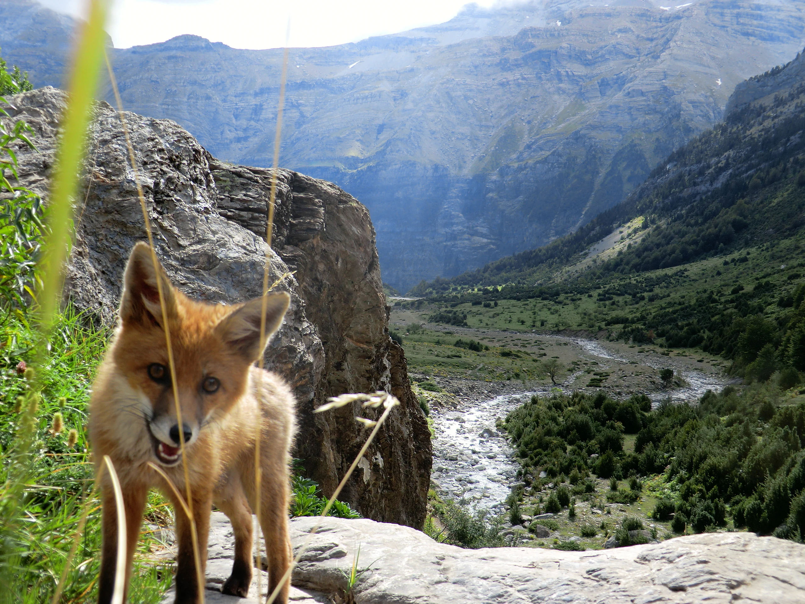 A red fox standing on a rock ledge with a mountain valley and river in the background