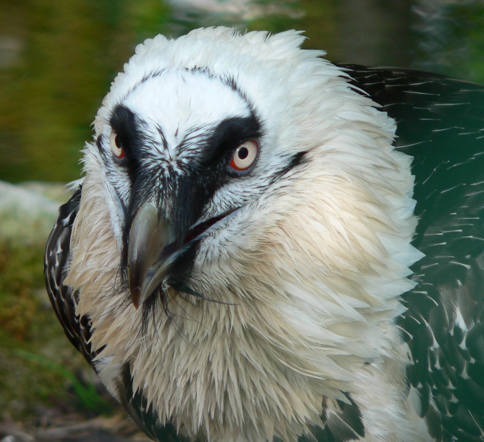 Close-up of a Bearded Vulture with white and dark plumage, red eyes, and a large curved beak against a blurred green background