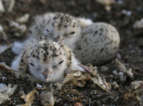 Two small, fluffy Western snowy plover chicks sitting in a nest on dark, coarse sand beside a speckled, light-colored bird egg.