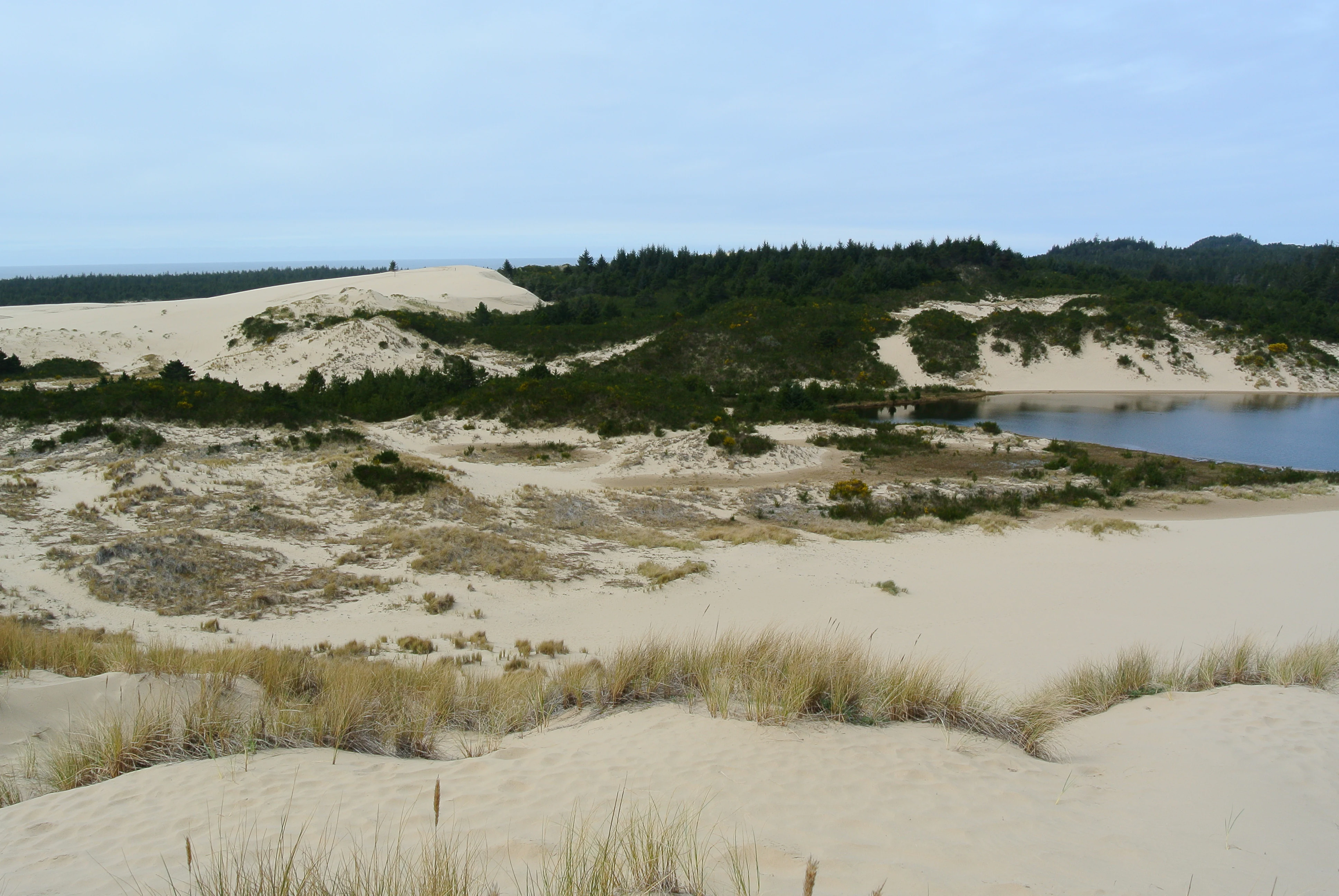 A wide shot of expansive sand dunes with patches of green vegetation and a small lake nestled among the dunes under a cloudy sky.
