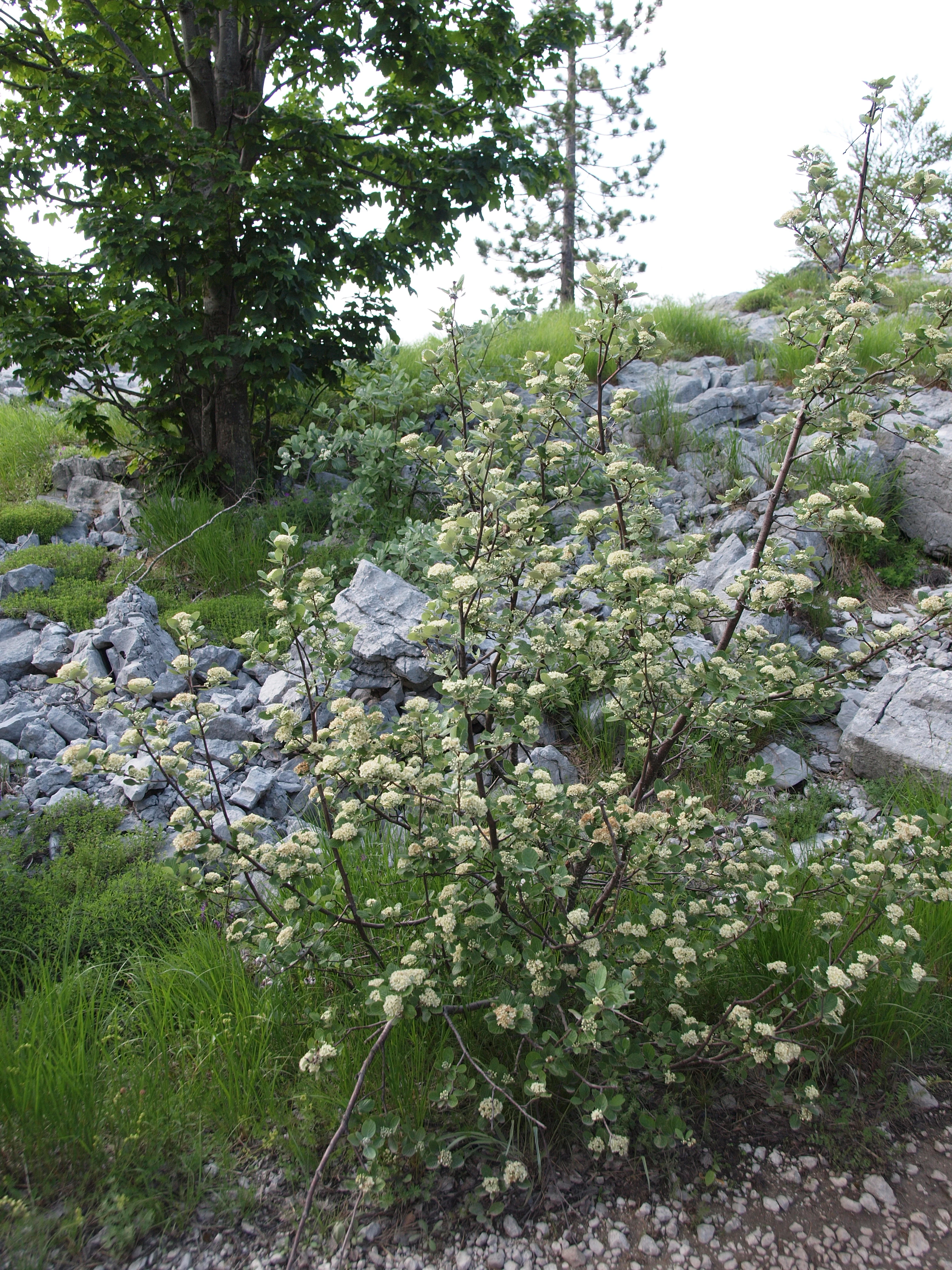 A flowering shrub with small white blossoms growing in a rocky landscape with sparse grass and a larger tree in the background.