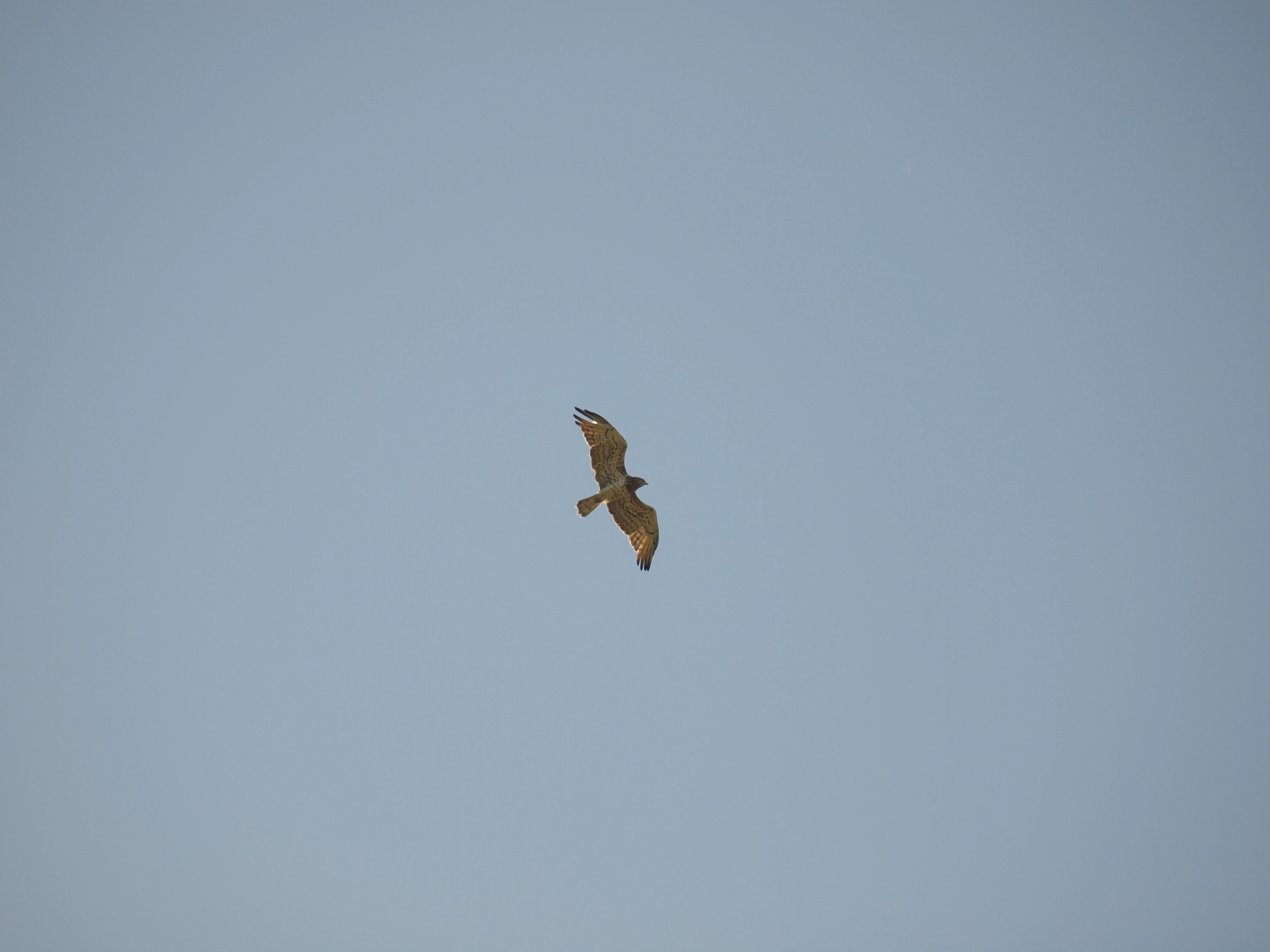A raptor, identified as a Bonelli's eagle, in flight against a clear, pale blue sky.