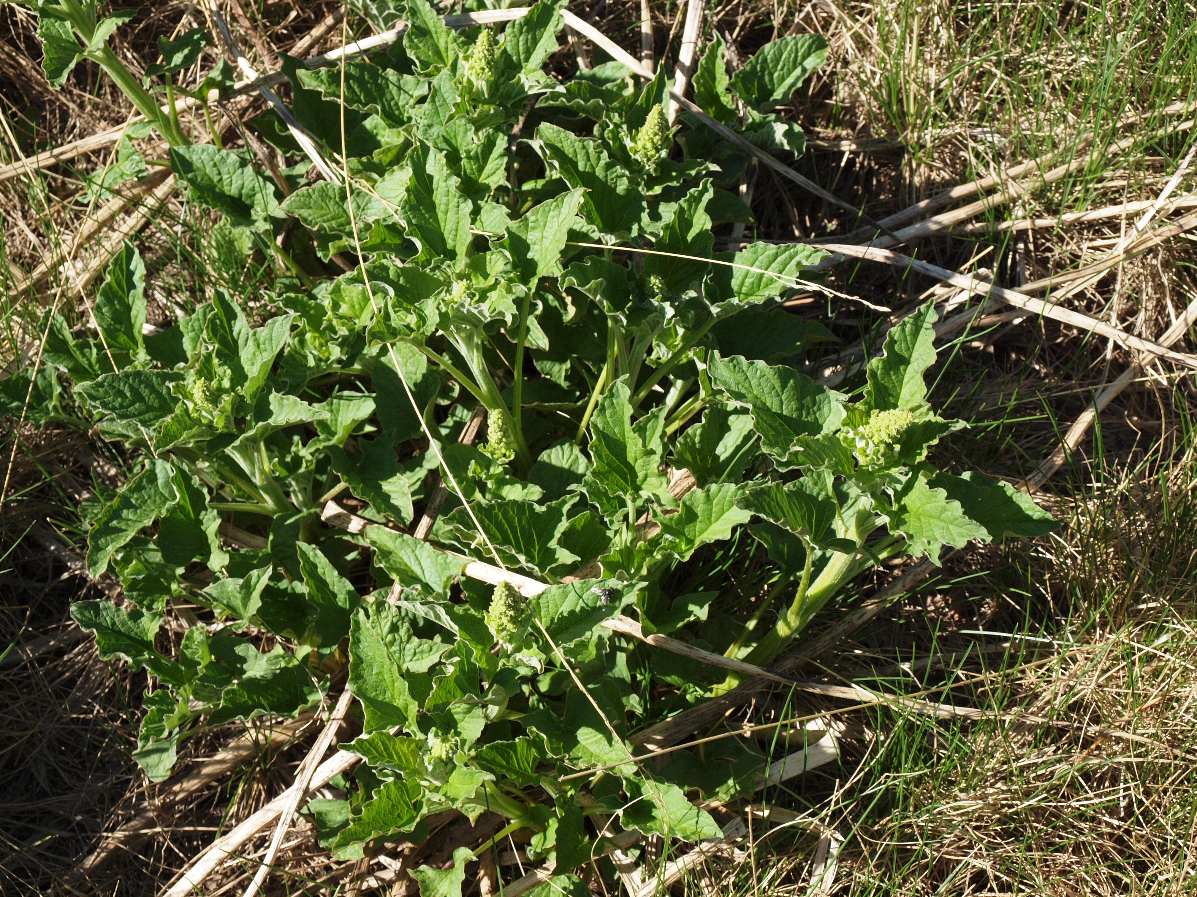 A close-up, top-down view of a Good King Henry plant with bright green, triangular, wavy-edged leaves, growing in a field of dry, sparse mountain grass.