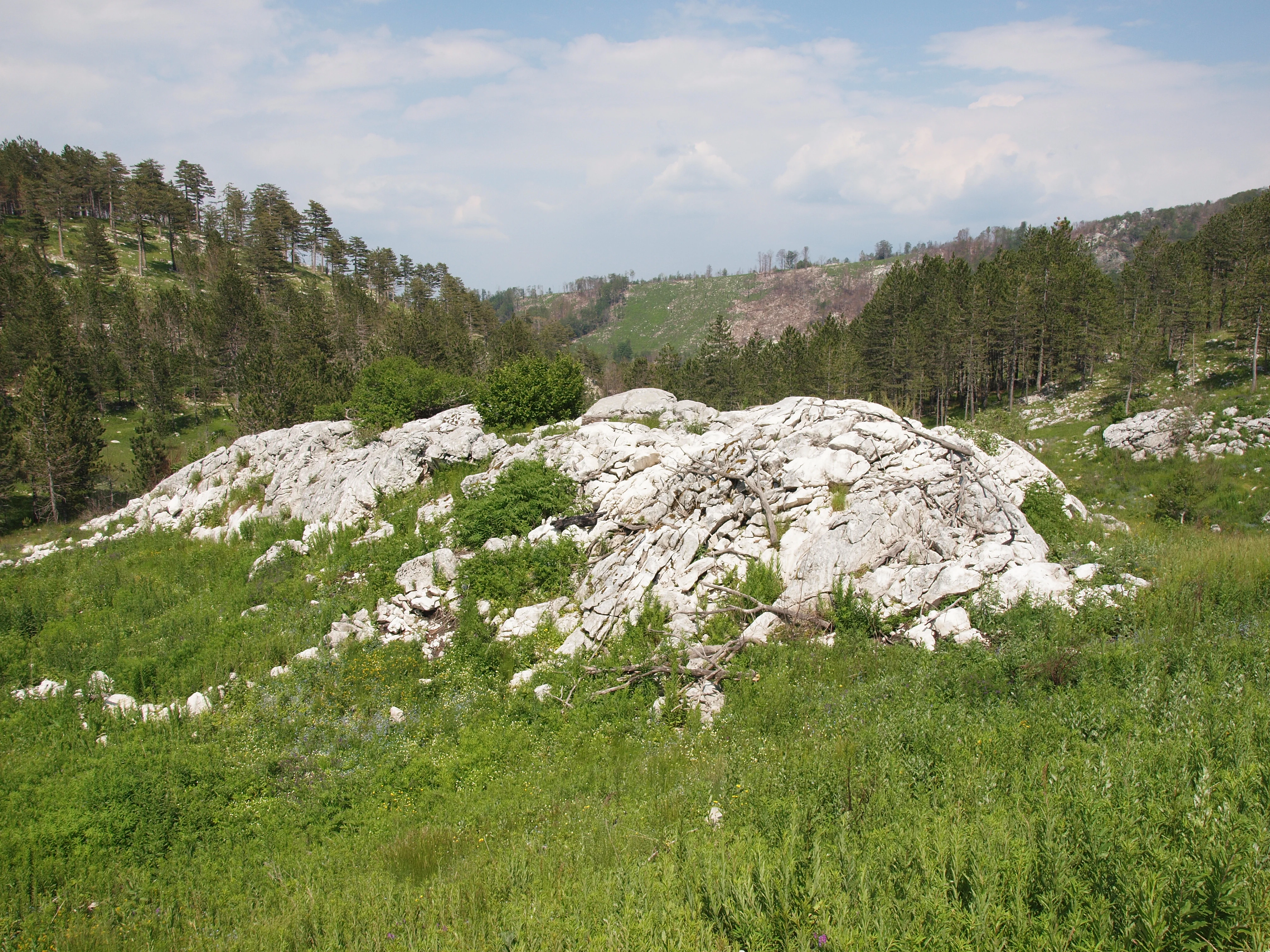 A rocky, light-colored glaciated outcrop sits in a grassy, pine-forested valley on a bright day.