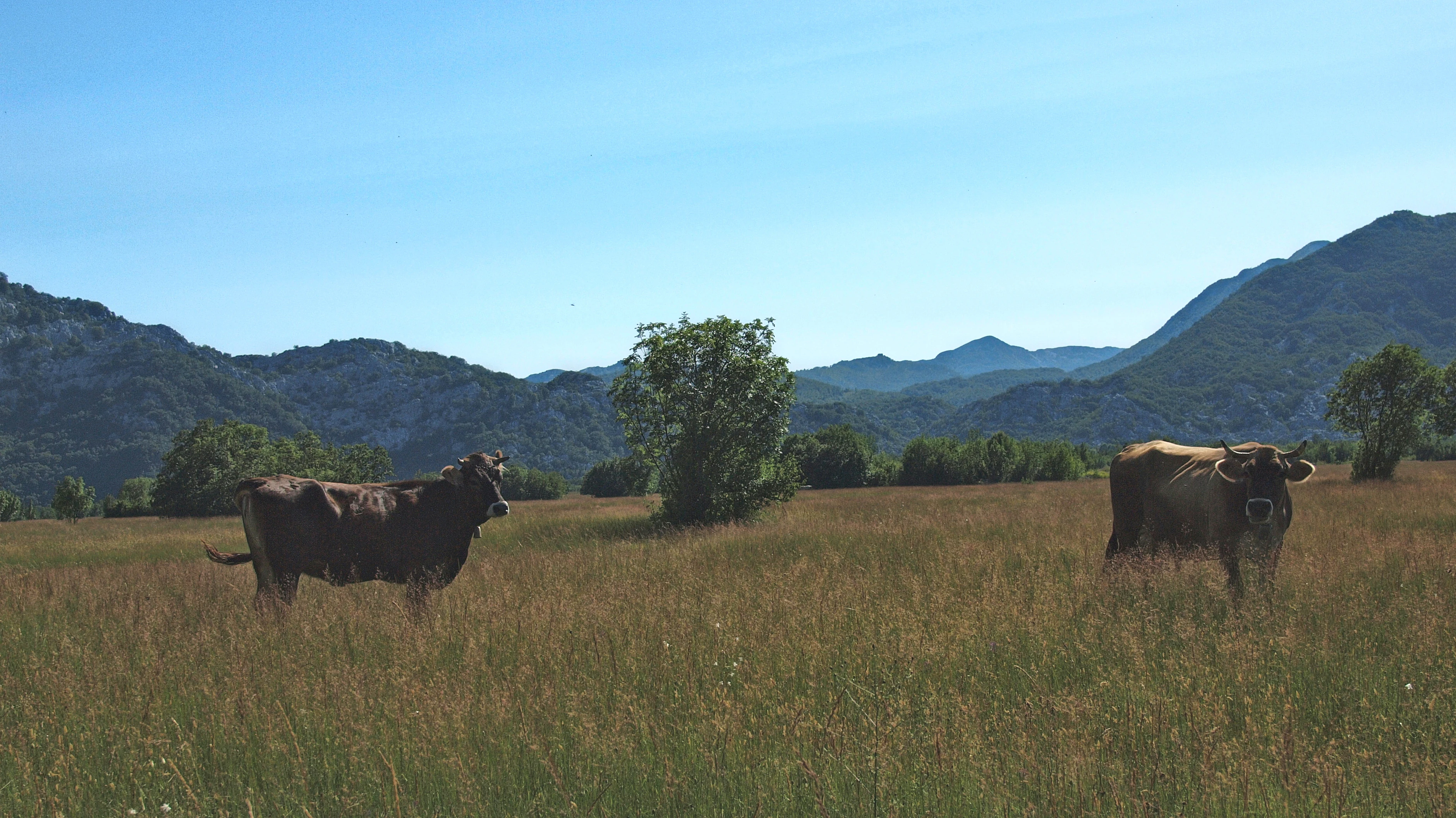 Two brown cows grazing in a grassy field backed by limestone mountain ranges under a clear sky.