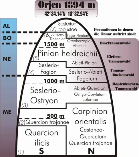 A scientific diagram showing the vertical vegetation zones of the Orjen mountain range, labeled with elevation markers in meters and plant community names in Latin.