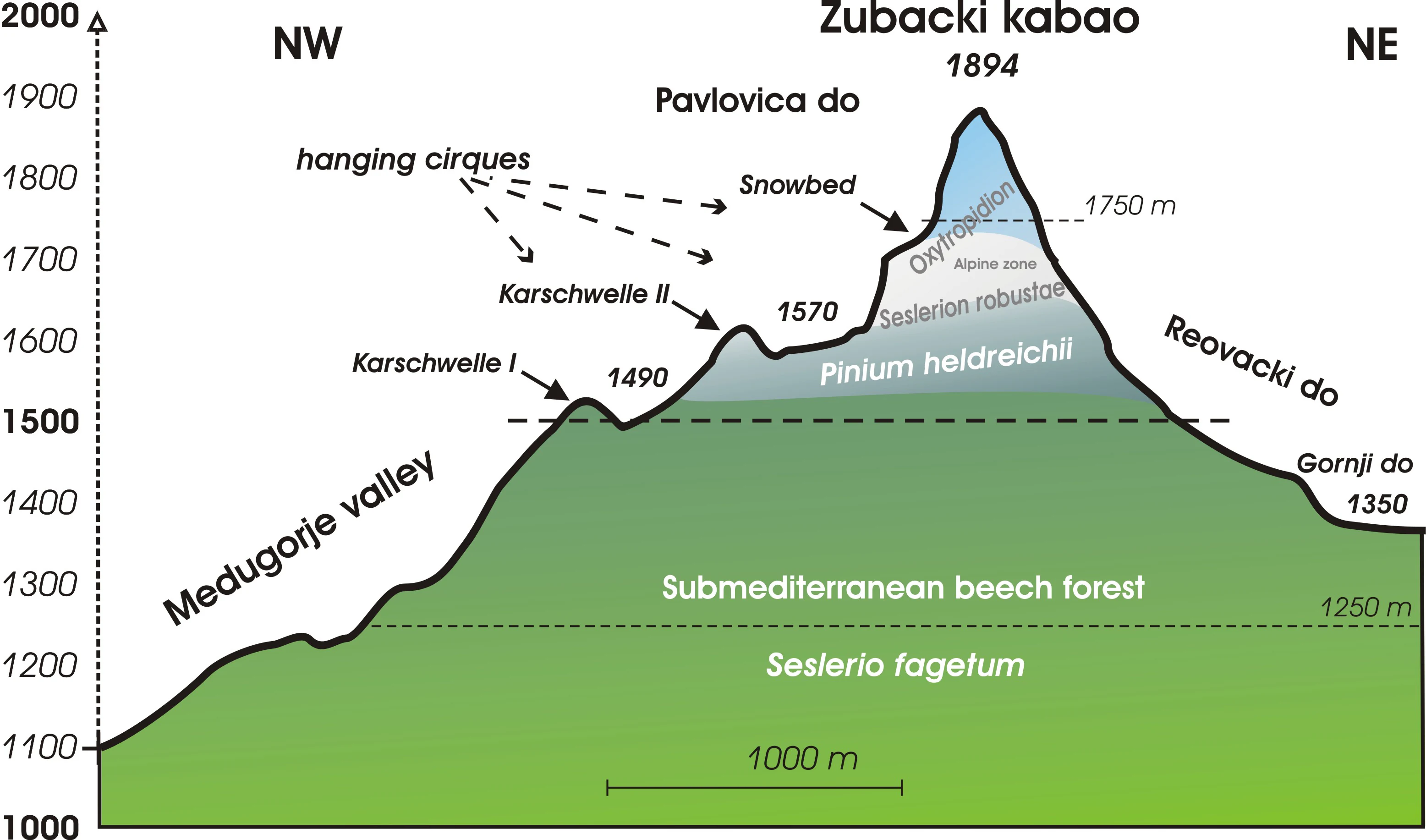 An educational diagram showing an elevation profile of Zubački kabao, labeling vegetation zones like Submediterranean beech forest and Pinium heldreichii, and geological features including hanging cirques and snowbeds.