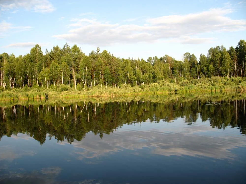 A calm lake reflects a dense mixed forest and a blue sky with light clouds.
