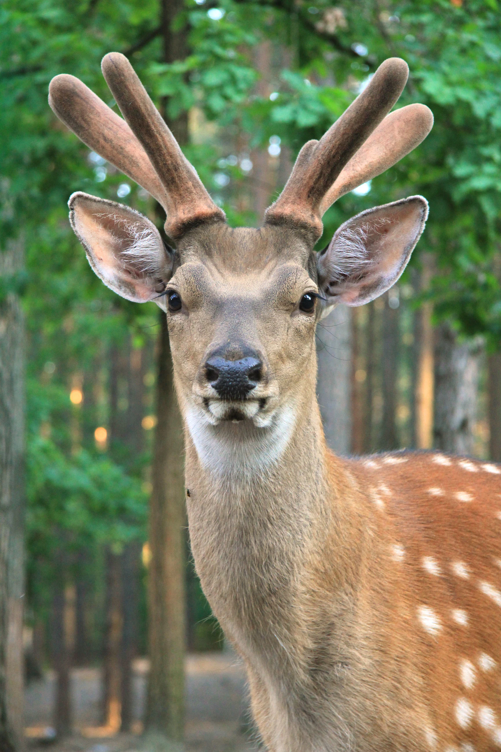 A close-up view of a sika deer facing the camera with visible velvet-covered antlers against a blurred forest background.