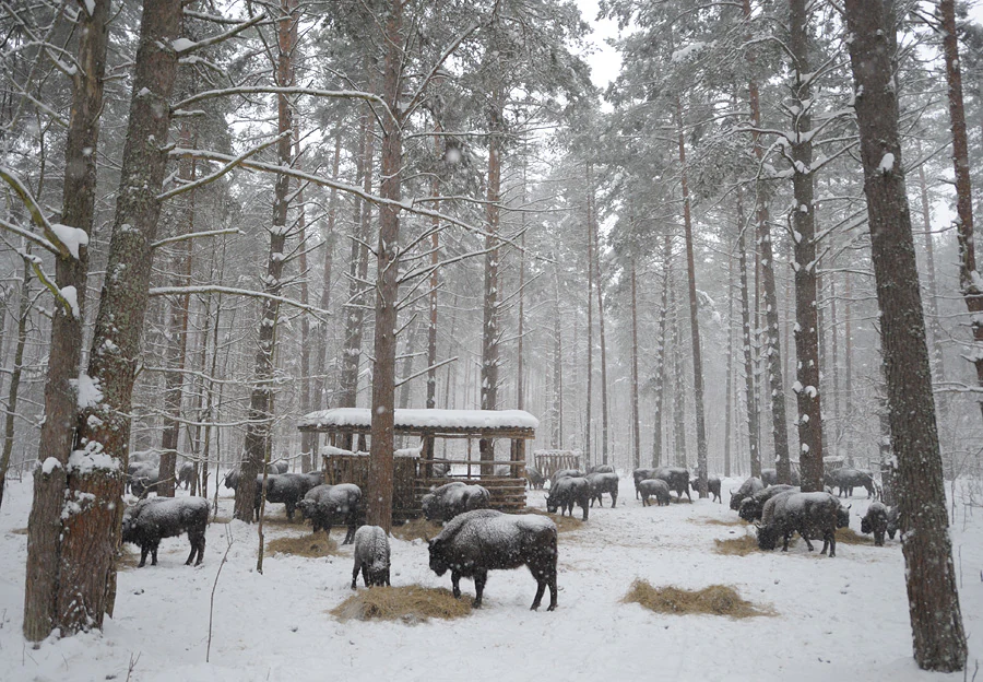 Snow-covered forest with European bison eating hay near a wooden shelter structure