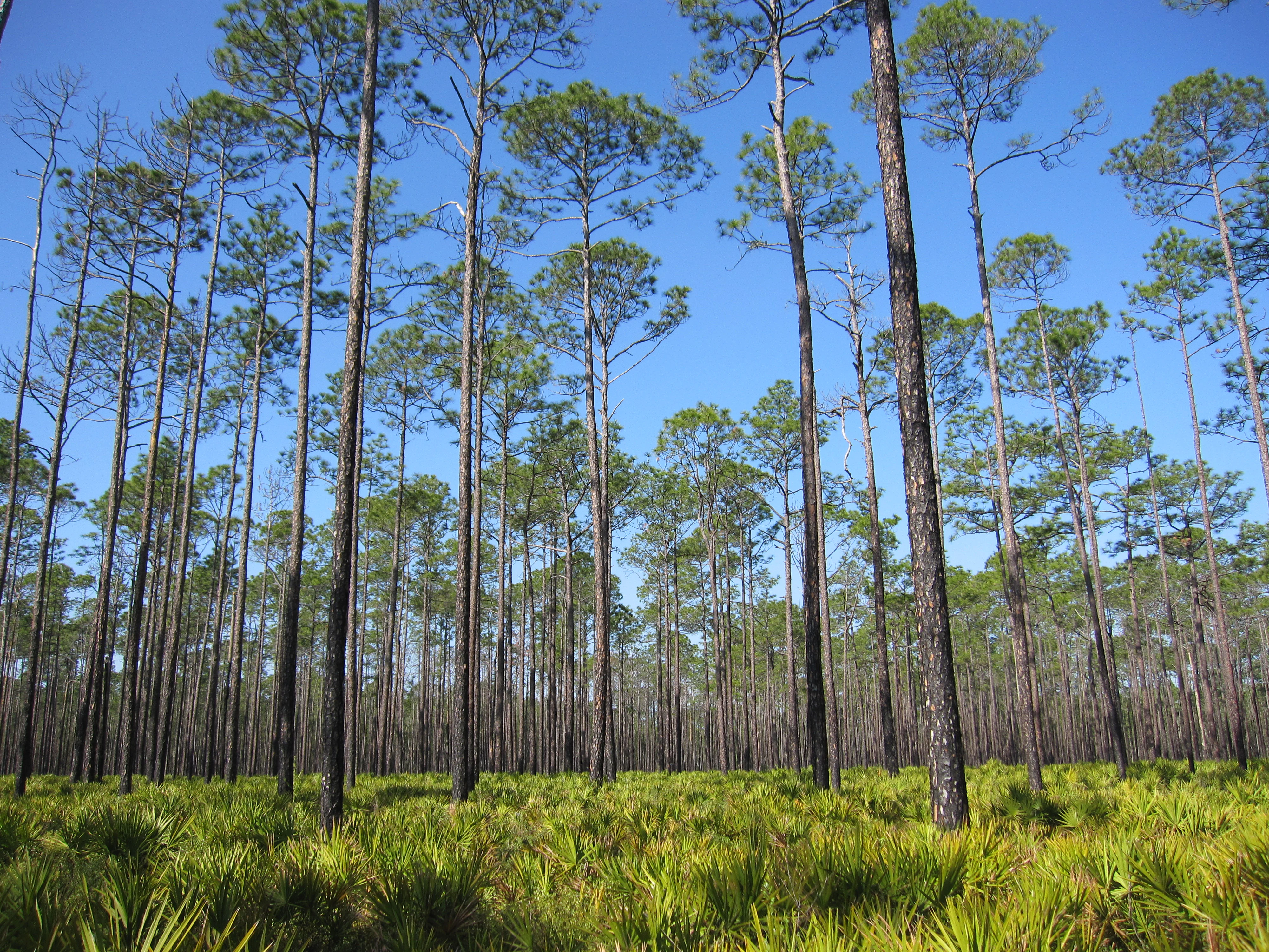 A stand of tall, slender slash pine trees in Osceola National Forest rising above a bright green understory of saw palmetto under a clear blue sky.