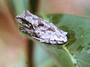 A small grey and brown mottled treefrog perched on a green leaf.