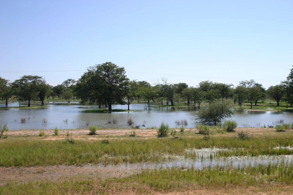 A wide shot of a seasonal wetland landscape in Namibia, with shallow floodwaters covering the ground around scattered trees and patches of green marsh grass under a clear blue sky.