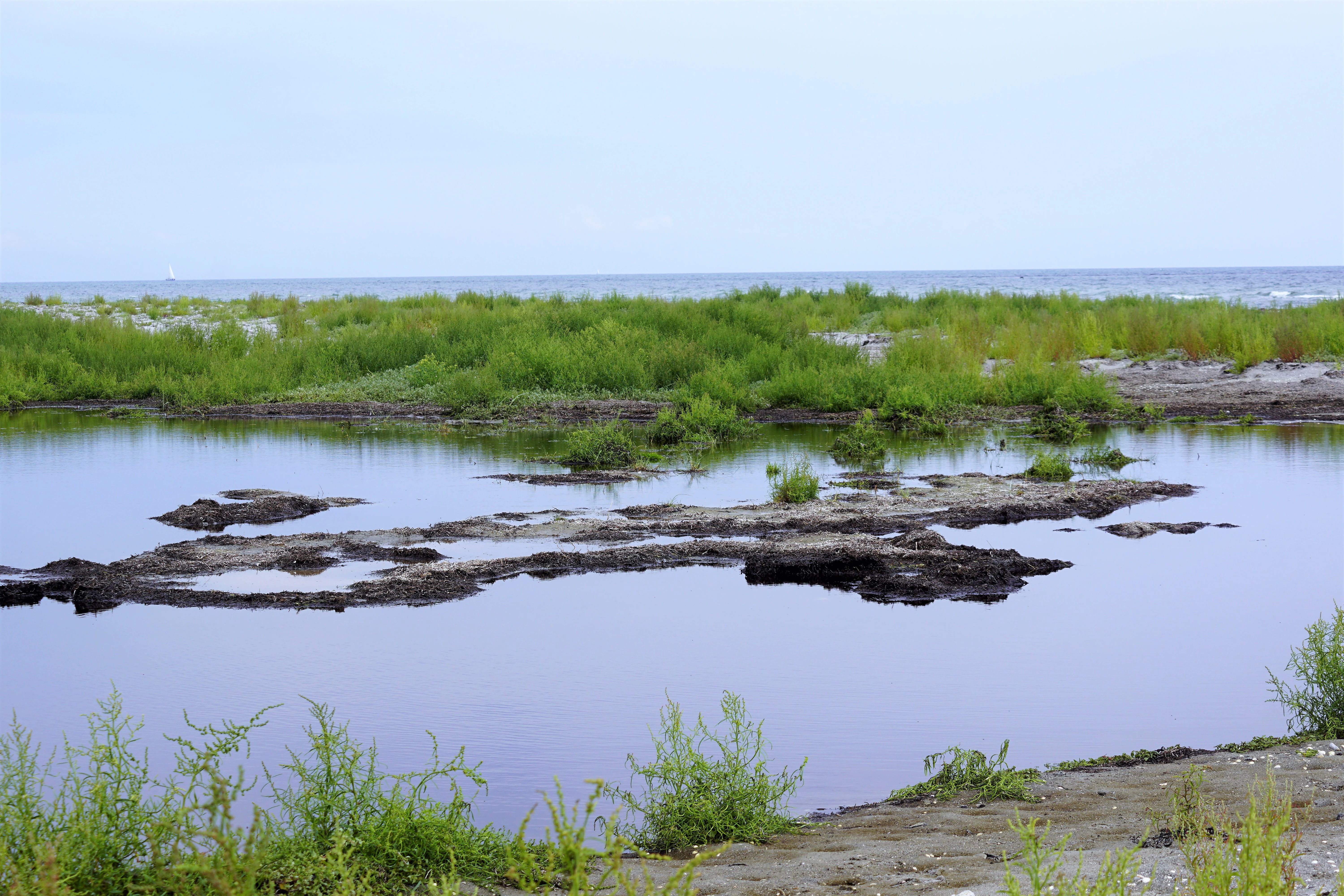 A calm, shallow coastal lagoon with dark water, low-lying green marsh vegetation, and a distant sea horizon under a pale sky.