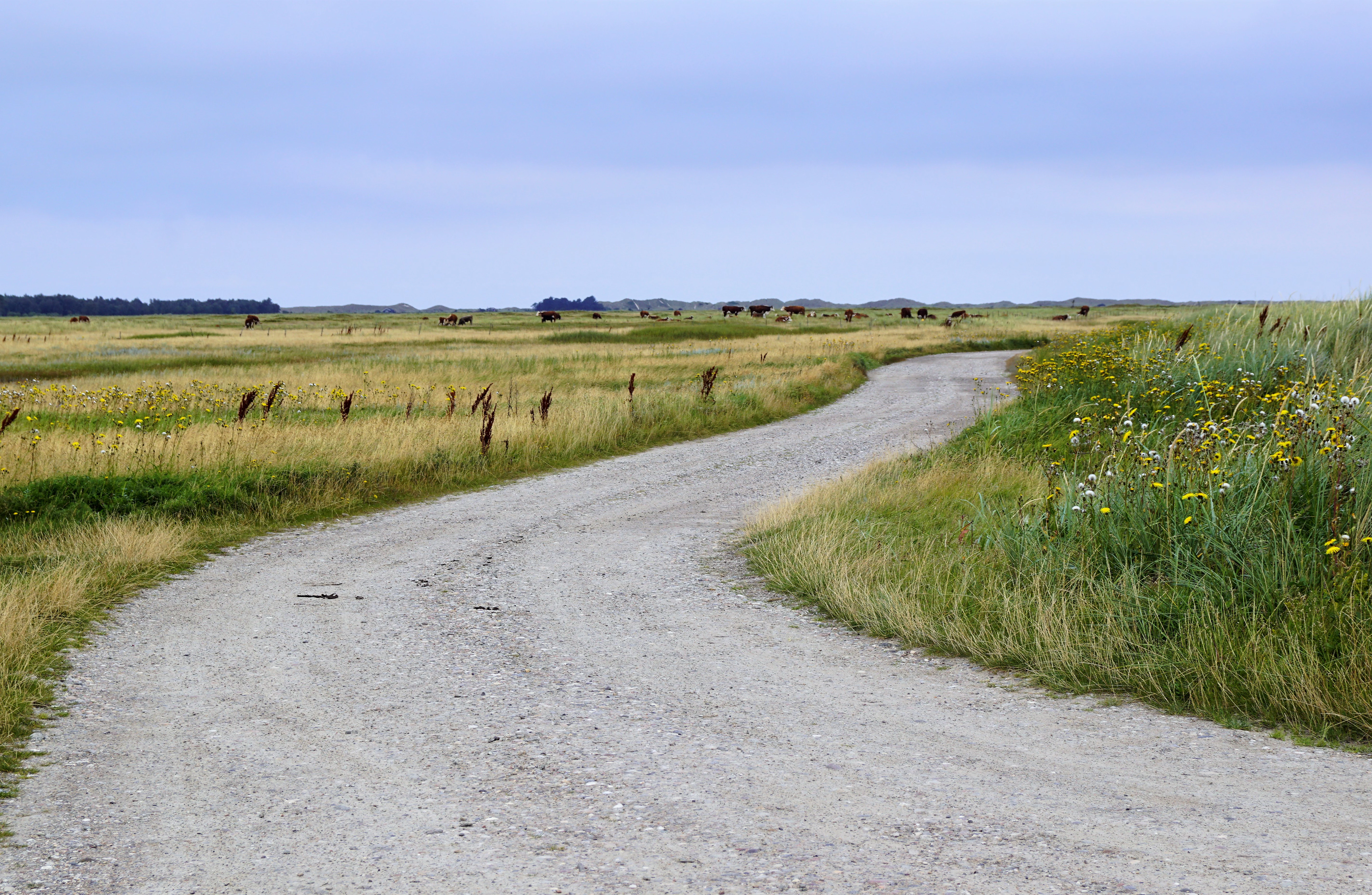 A winding gravel road leads through a flat, grassy coastal meadow under a pale, overcast sky.