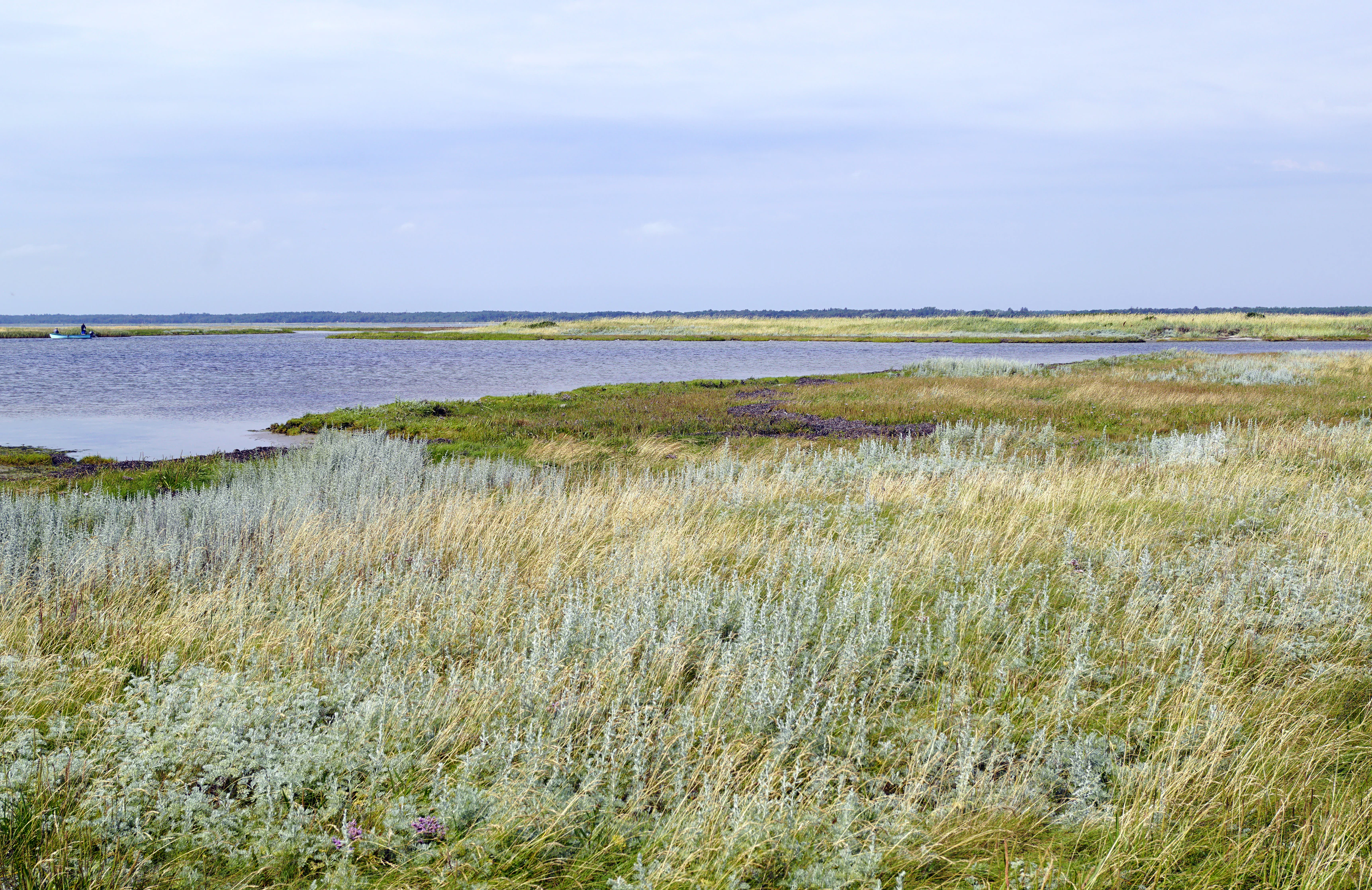 A wide coastal landscape in Denmark showing grassy dunes in the foreground and a calm inlet of water leading to a low grassy island in the distance.