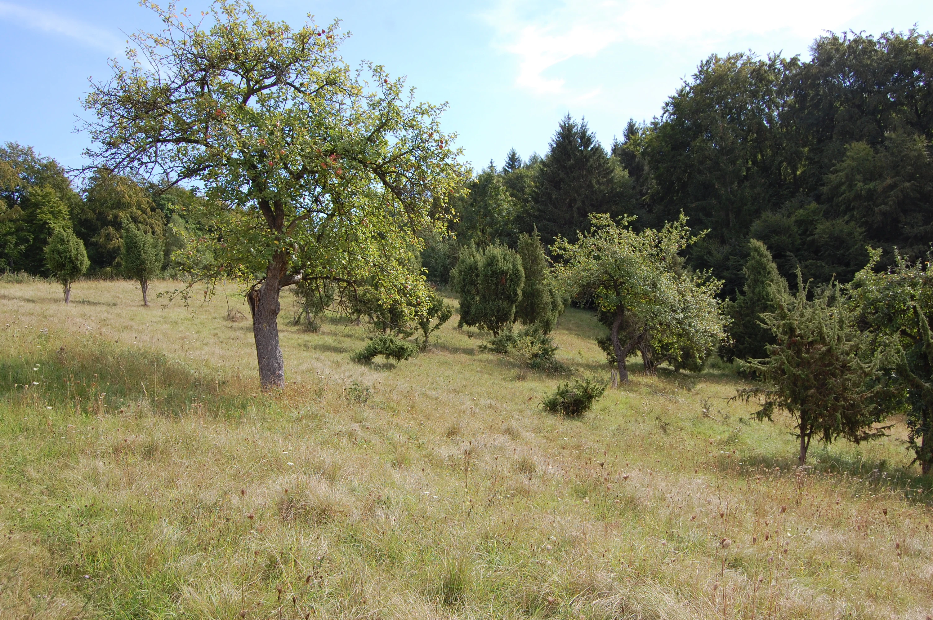 A slightly sloped meadow with scattered deciduous trees and small junipers in the foreground, with a denser forest border in the background.