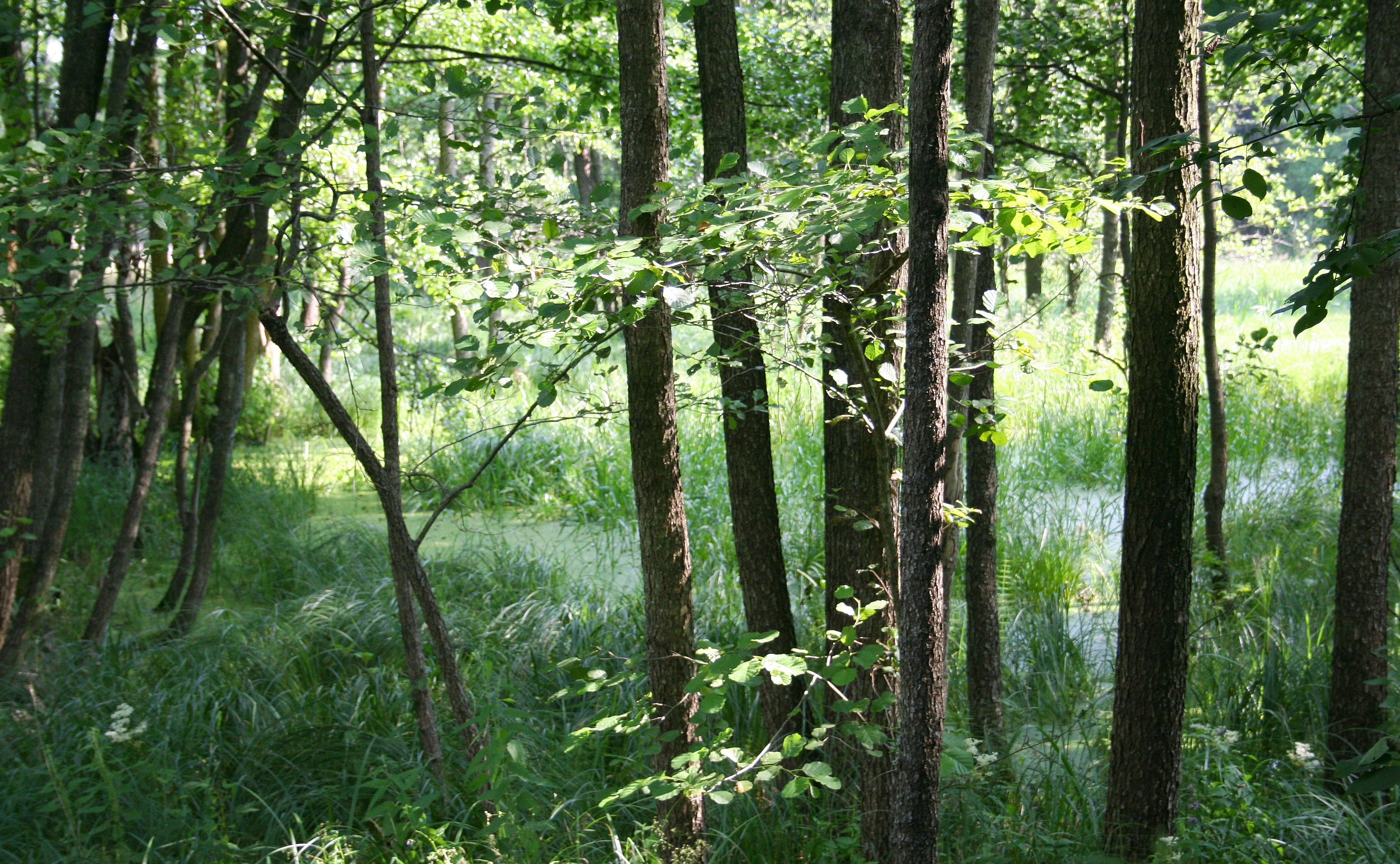 A dense forest scene with thin tree trunks and lush green undergrowth near a swampy, marshy area.
