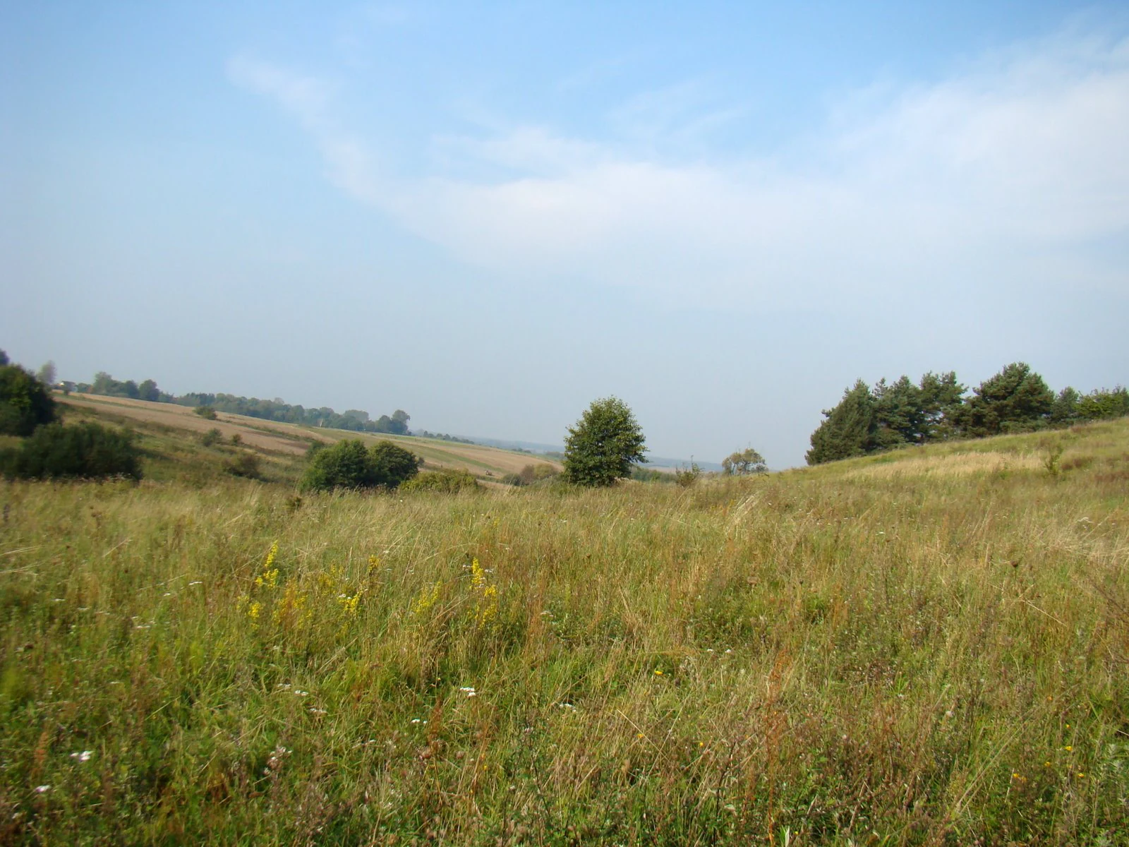 A wide, eye-level view of a grassy, rolling landscape in Ostoja Inska with scattered shrubs, small trees, and a light blue sky.