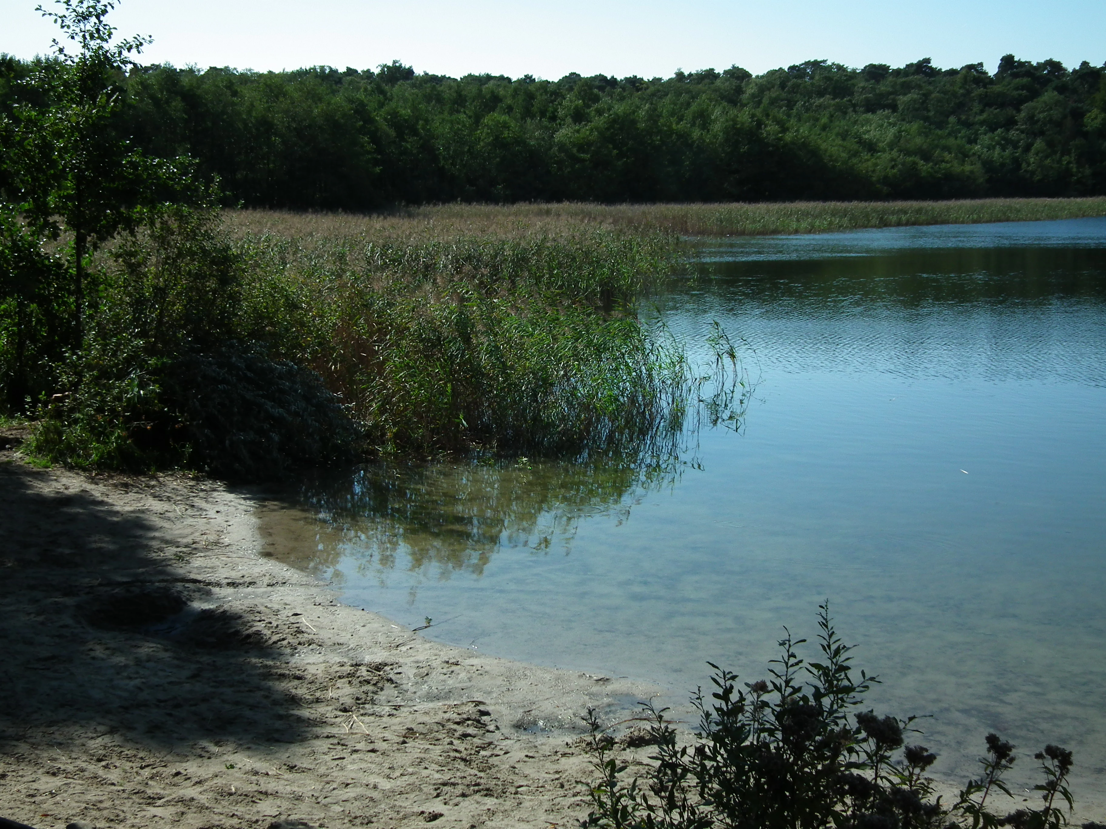 A view of the shoreline of Jezioro Debiniec, featuring sandy ground in the foreground, reeds growing at the water's edge, and a thick deciduous forest in the background under a clear sky.
