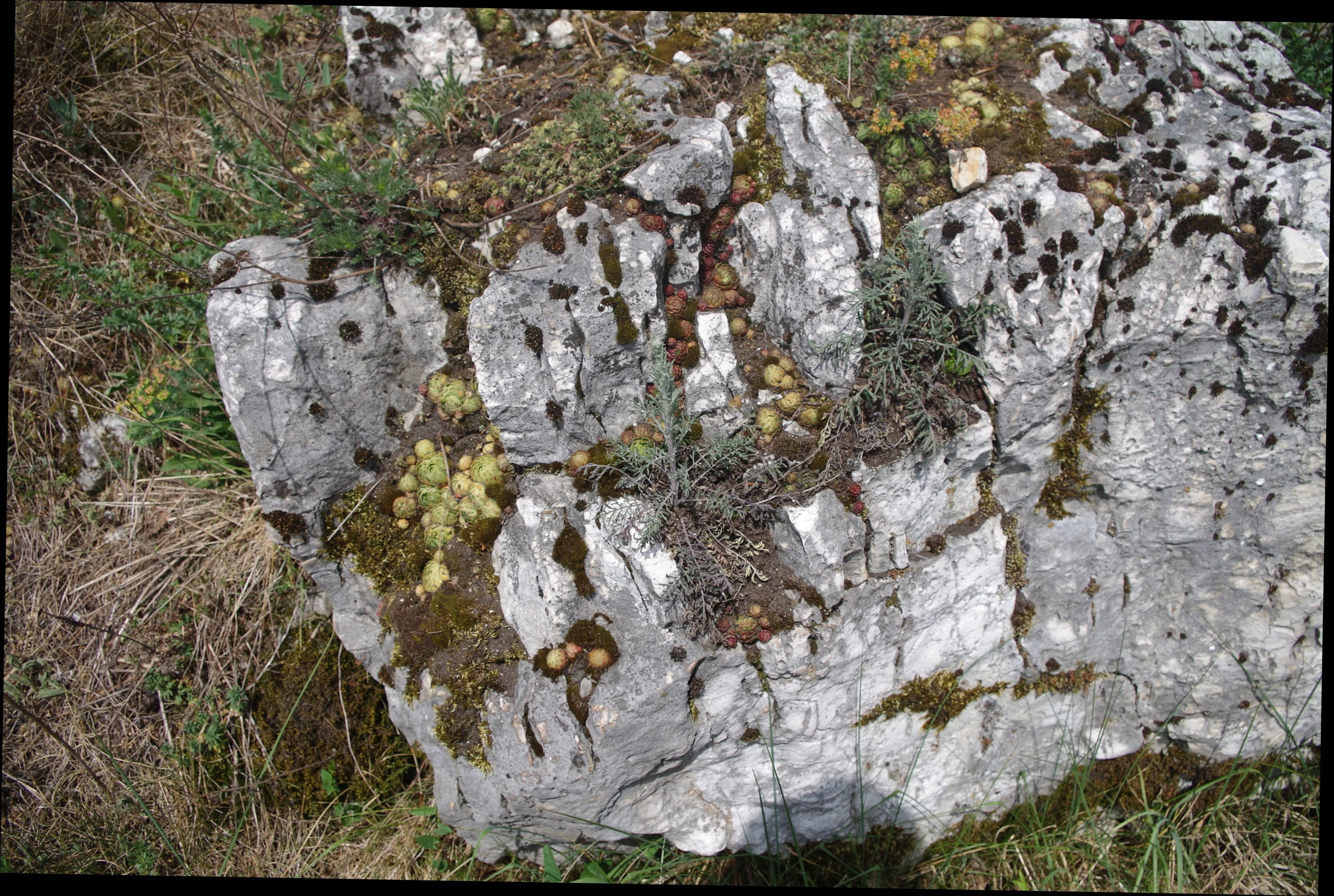 A close-up view of a weathered grey limestone rock partially covered in patches of dark moss and small green succulents in a grassy, open environment.