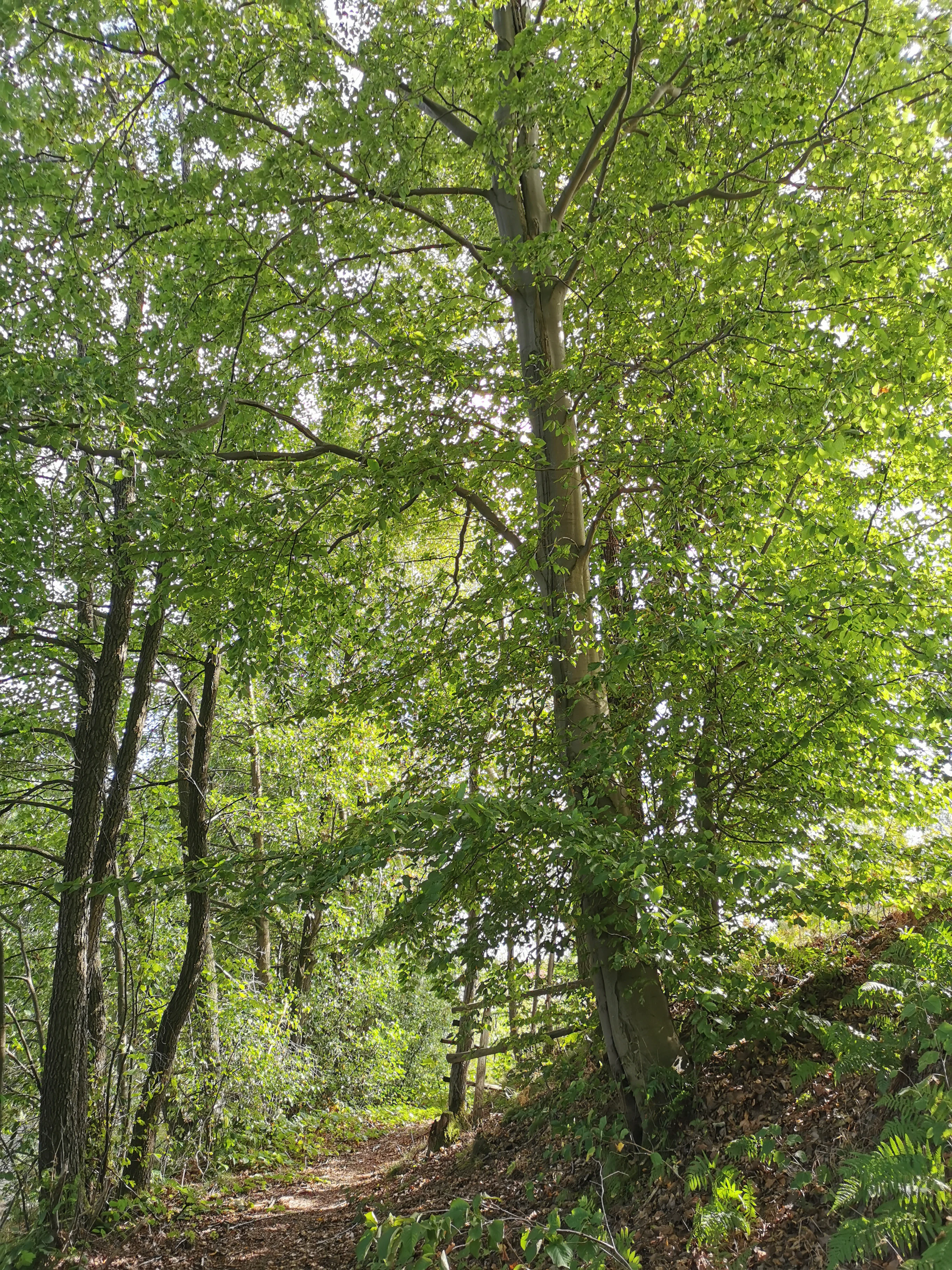 A dirt path leads through a lush green deciduous forest with tall trees and dappled sunlight.