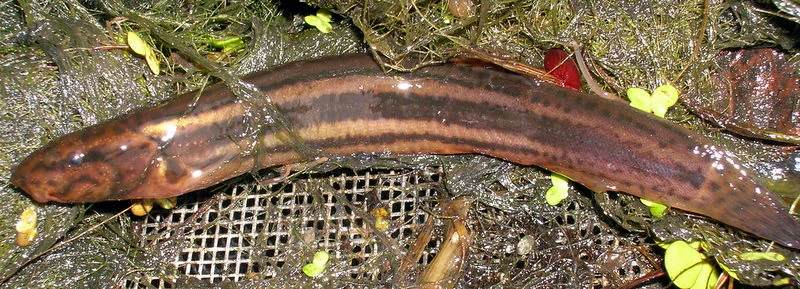 A weather loach fish with a long, brown, striped body resting in shallow water among vegetation and a wire mesh.