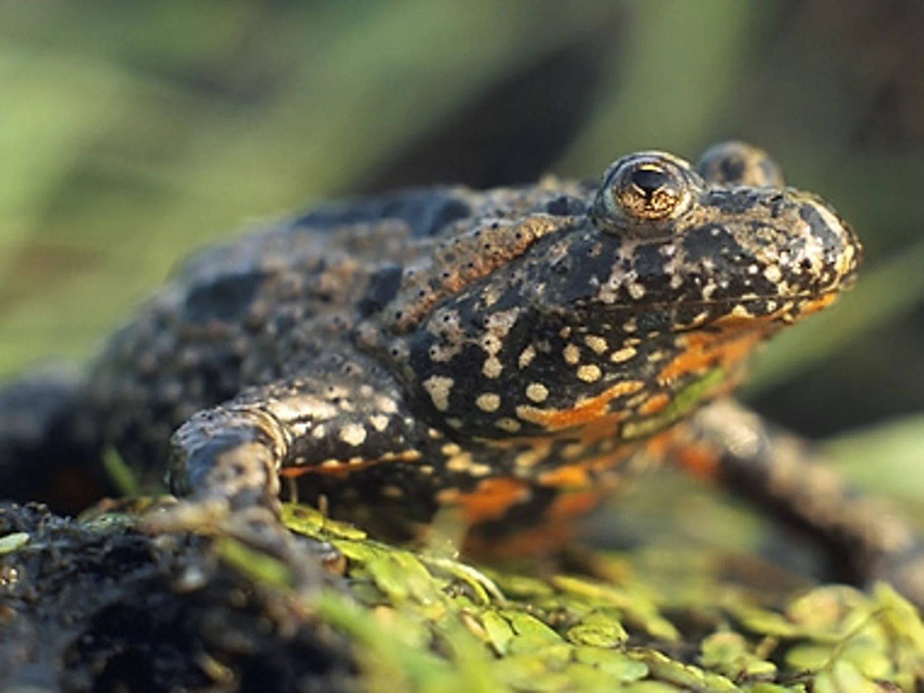 A close up, eye level photograph of a European fire-bellied toad sitting on low, green aquatic vegetation, showing its warty, dark-spotted skin and hints of orange on its underside.
