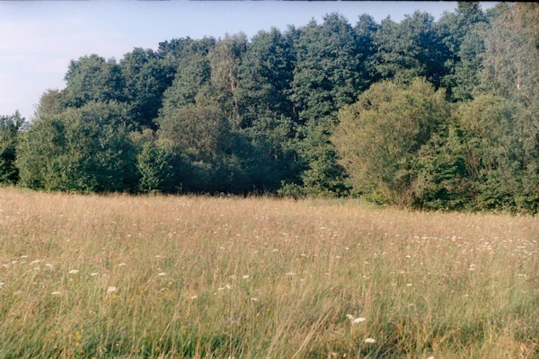A wide view of a dry, golden-brown meadow with tall grasses in the foreground, bordering a dense line of green deciduous forest in the background.