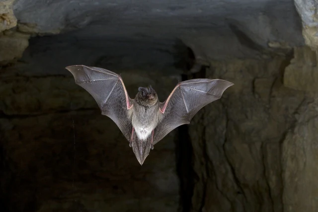 A close-up shot of a bat flying inside a dark, rocky cave with its wings fully extended.