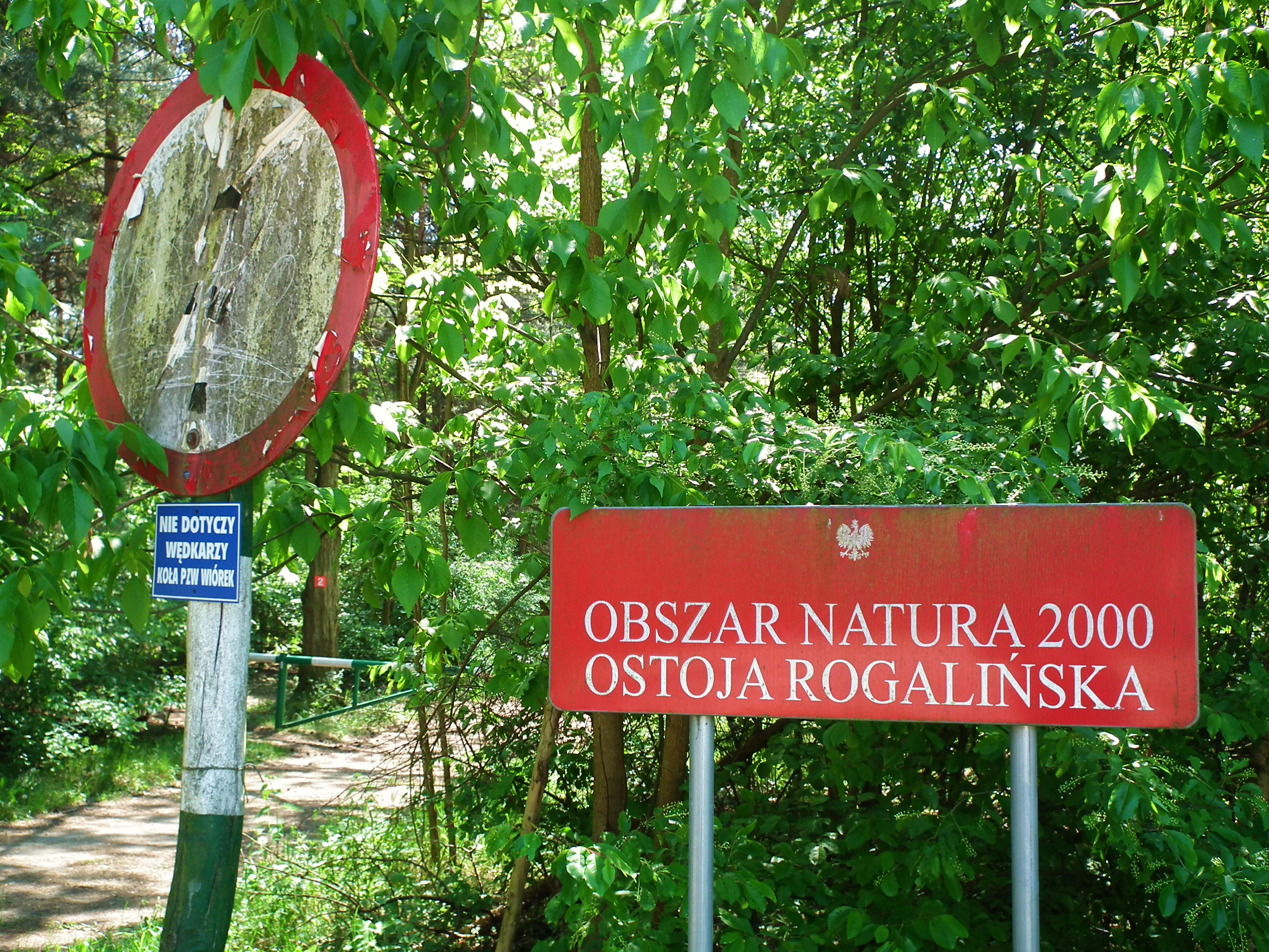 A red rectangular sign with white text reading OBSZAR NATURA 2000 OSTOJA ROGALIŃSKA stands in a wooded area, next to a weathered circular traffic sign.