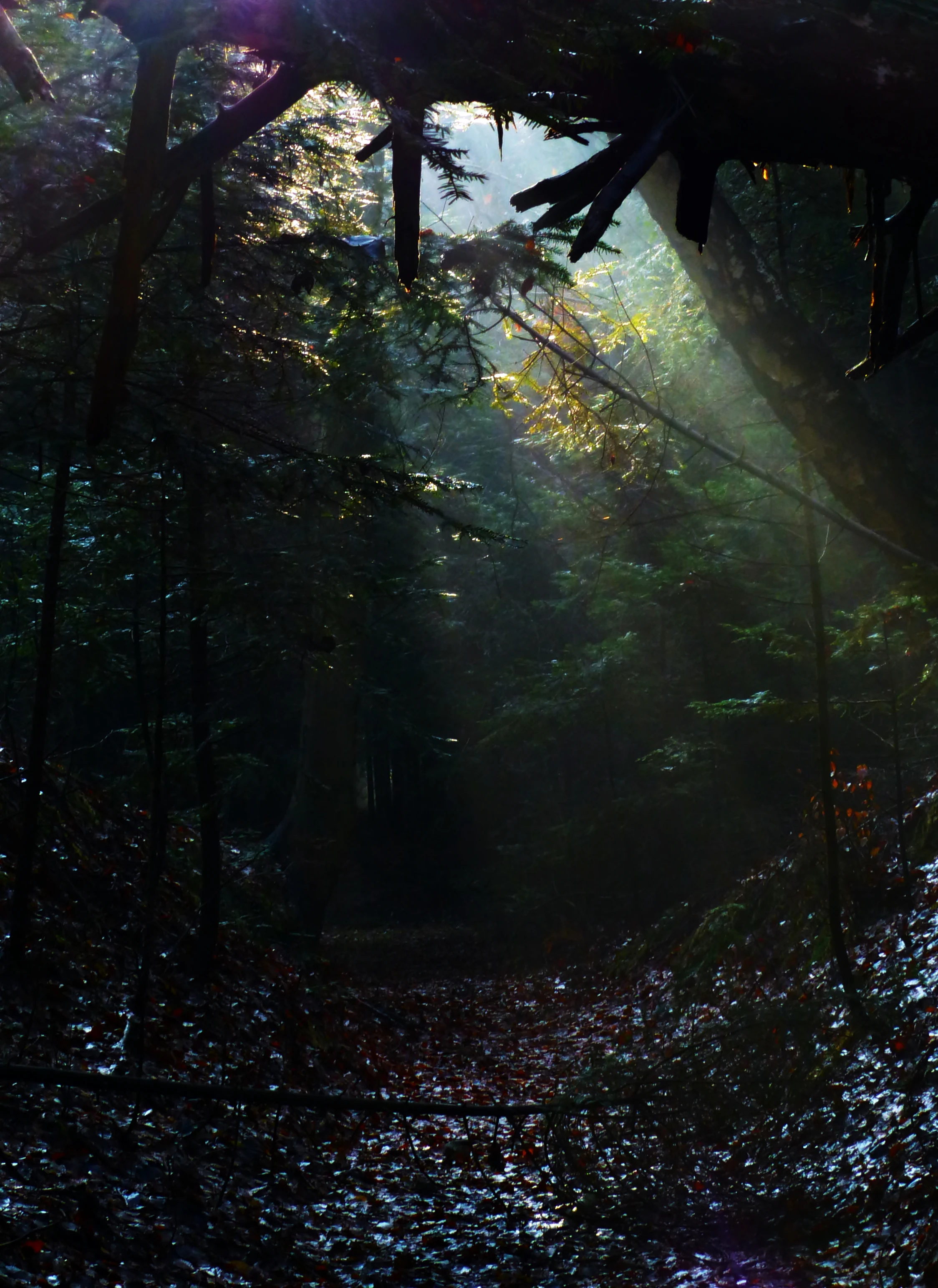 A dark forest interior with rays of sunlight piercing through the tree canopy and illuminating the leaf-covered ground.