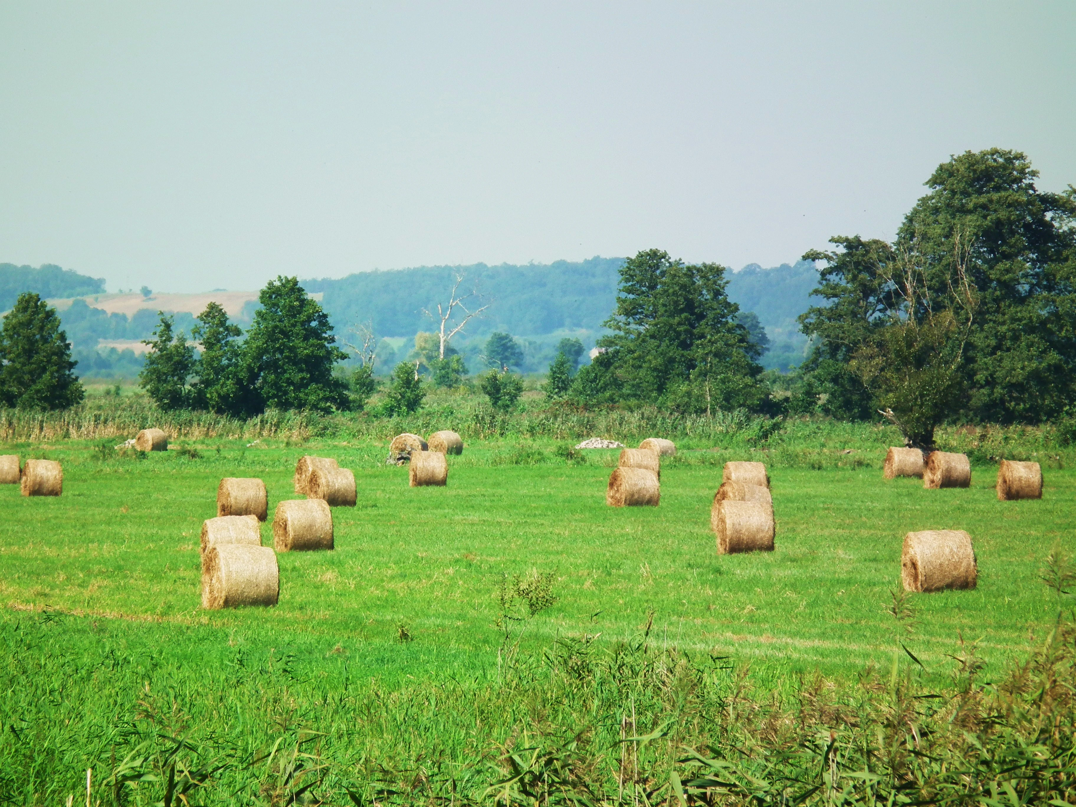A wide view of a green field dotted with round hay bales, with a line of trees and distant rolling hills in the background under a pale sky.