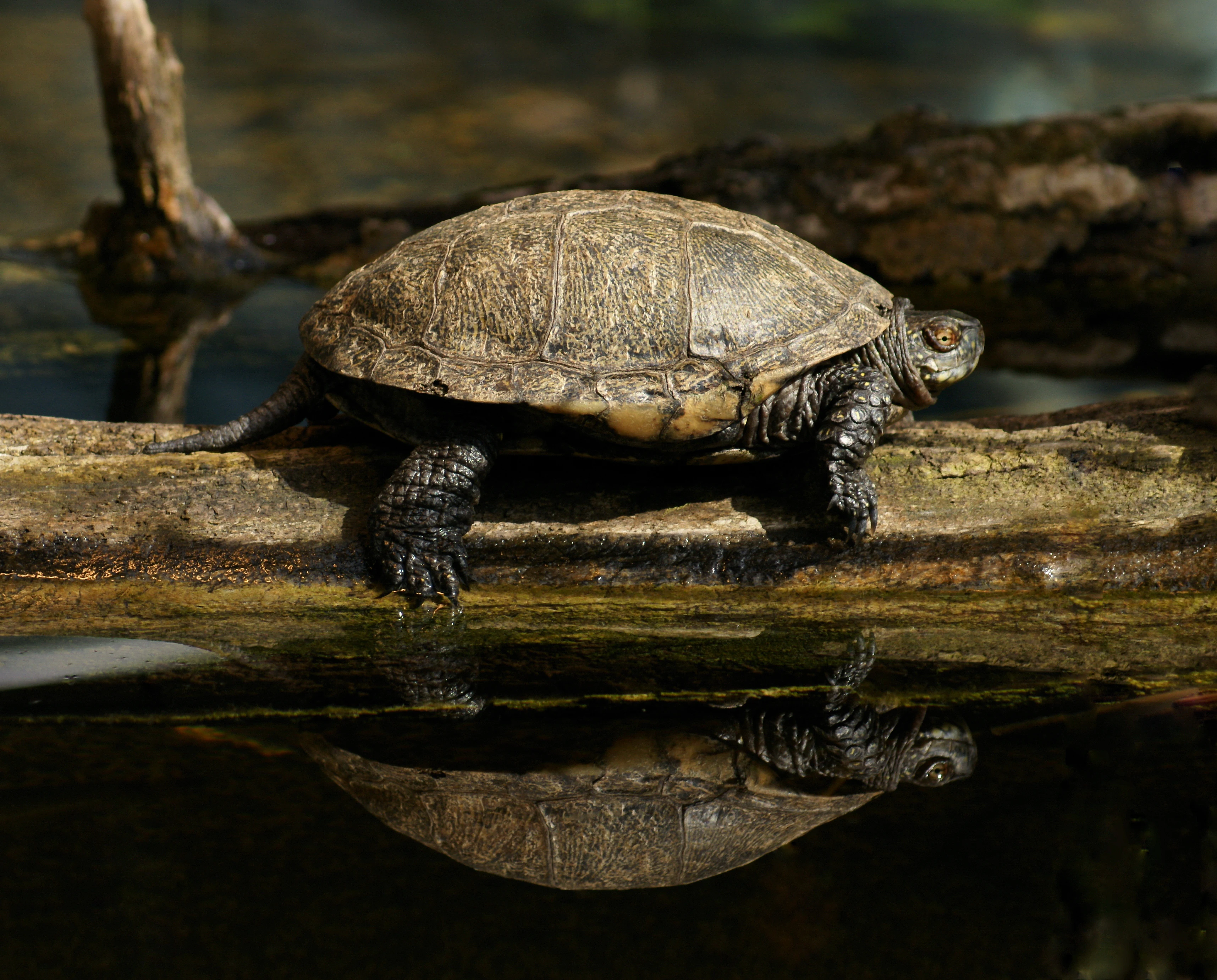 A side view of a European pond turtle perched on a fallen log above dark water, showing a clear reflection of the turtle's shell and head.