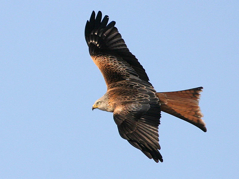 A red kite soaring against a clear blue sky, displaying its distinctive forked tail and patterned reddish-brown plumage.