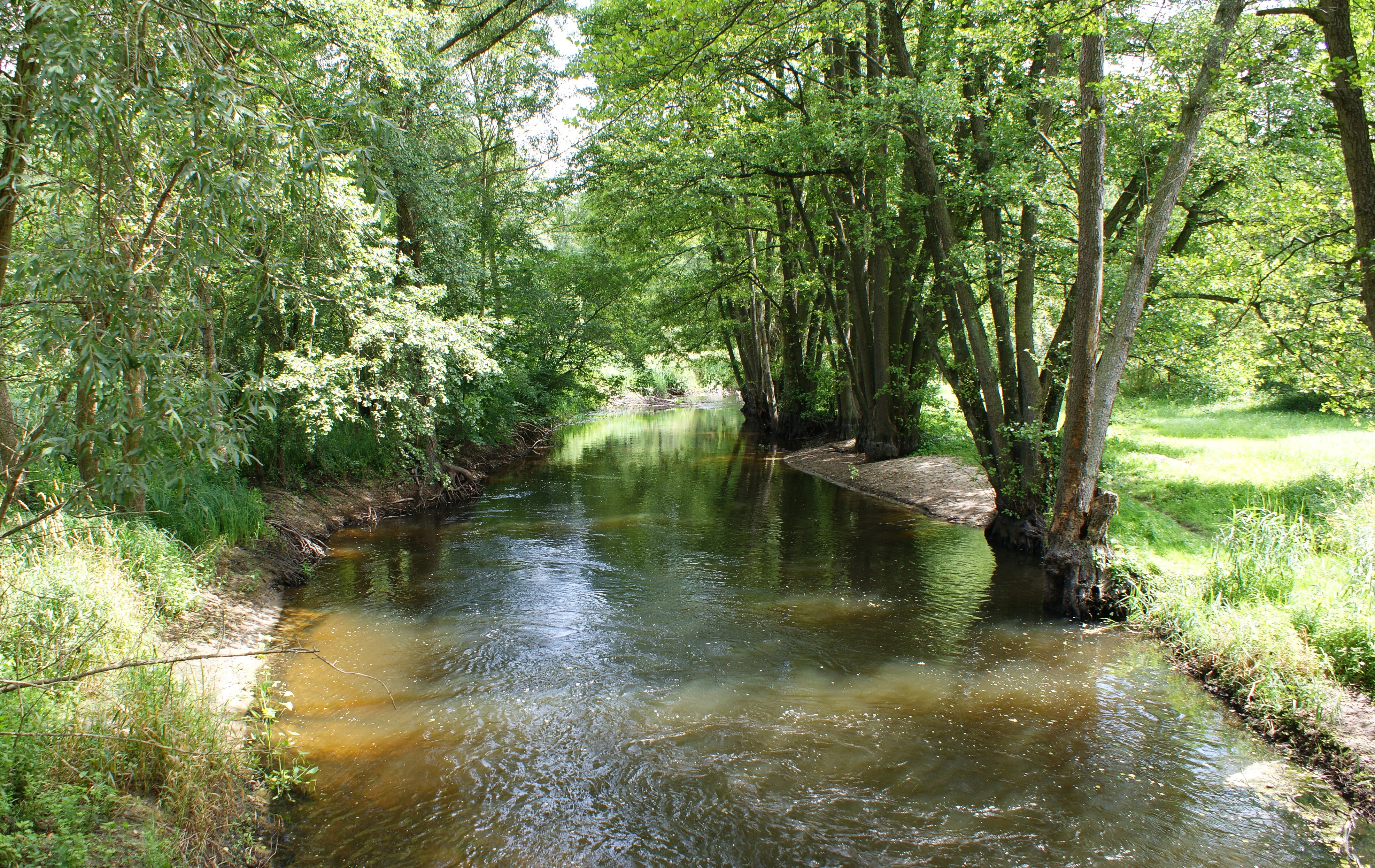 A view of the gently flowing Myśla River surrounded by dense green deciduous forest and grassy banks.