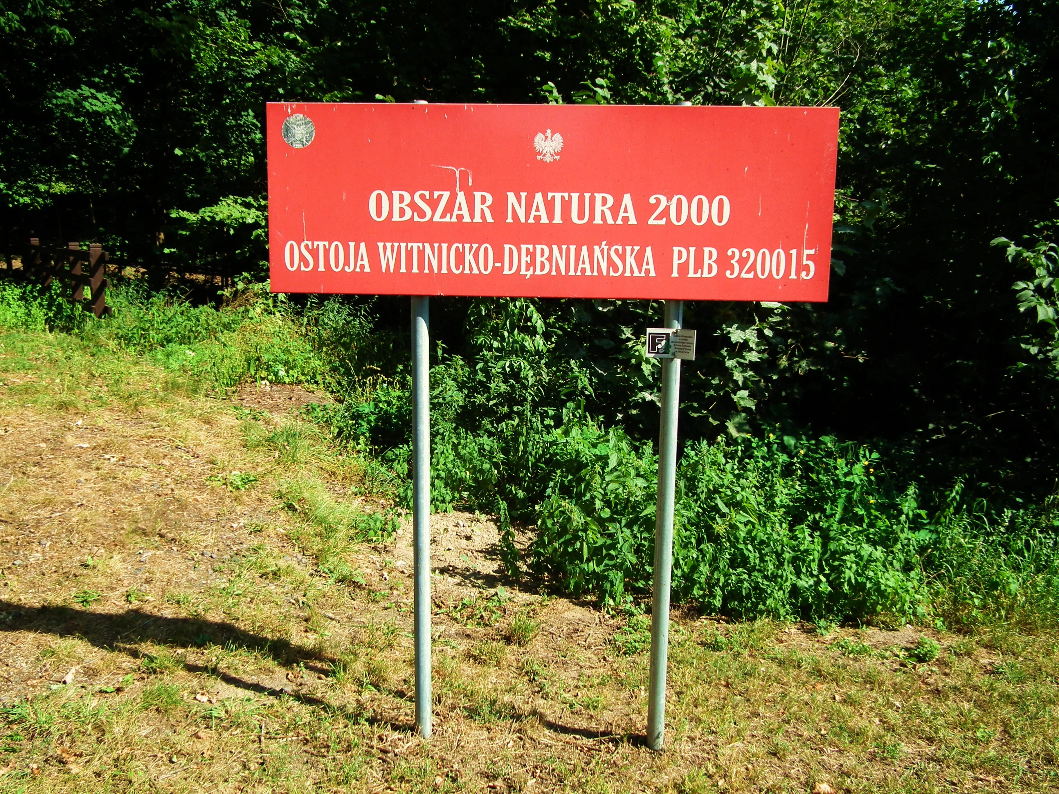 A rectangular red sign with white text on two metal poles reading OBSZAR NATURA 2000 OSTOJA WITNICKO-DĘBNIAŃSKA PLB 320015, set in a forested area.