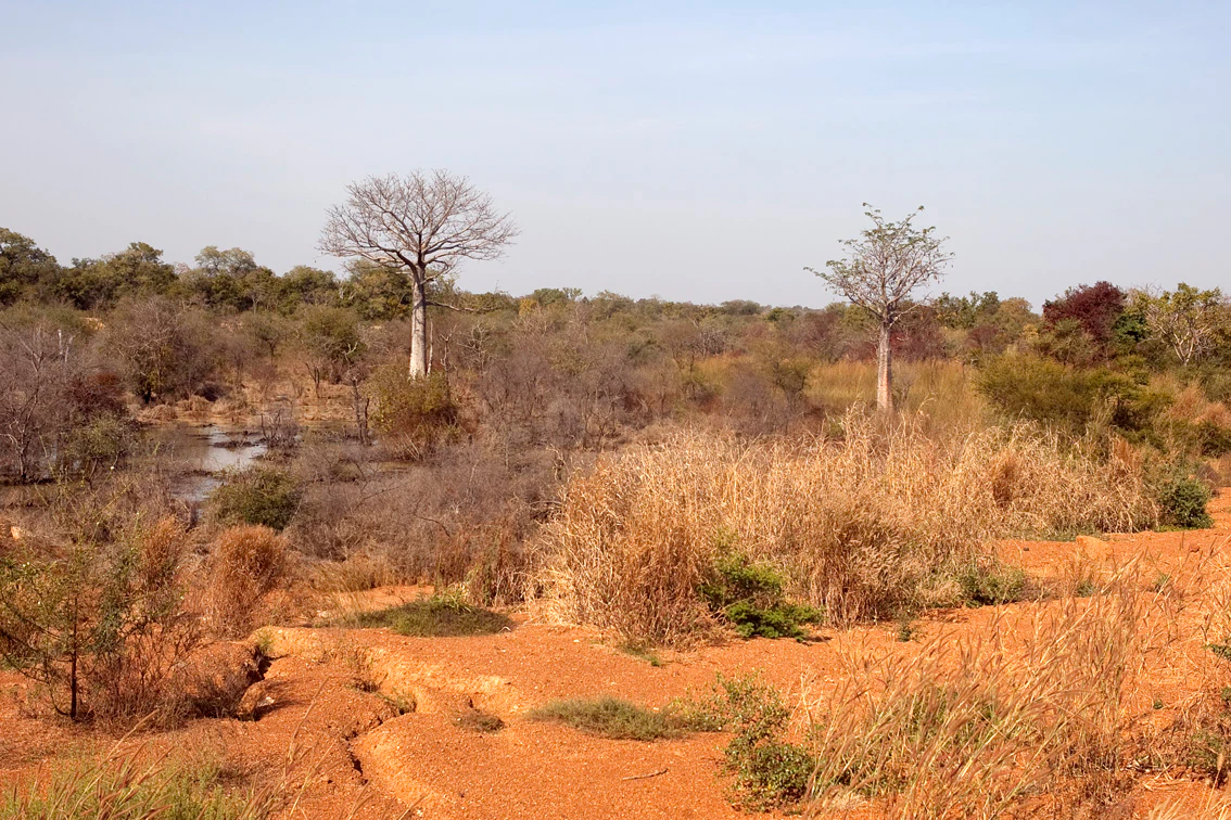 Paisaje de sabana seca con suelo rojizo, acacias dispersas, hierbas altas y un pequeño cuerpo de agua bajo un cielo despejado.