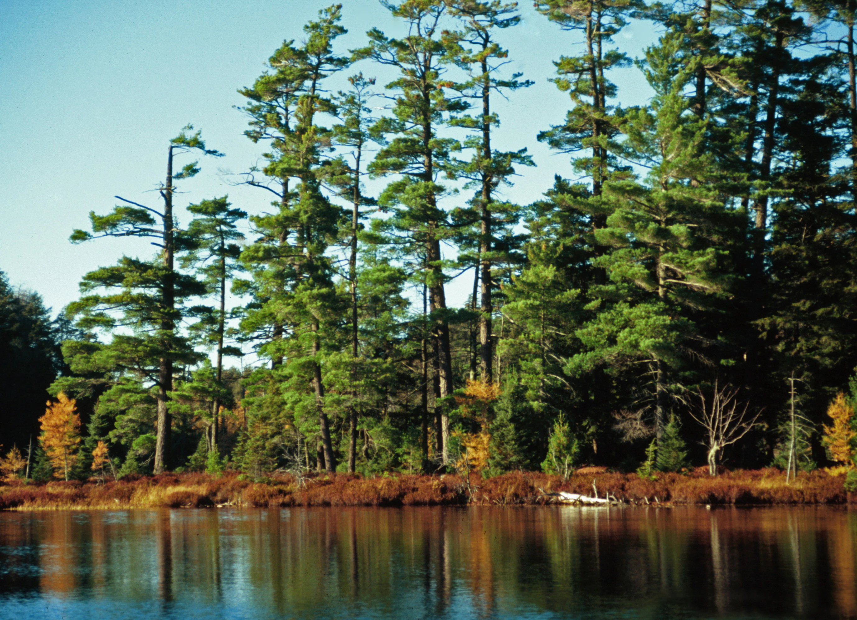 A line of tall evergreen trees stands along the edge of a calm lake in autumn with golden foliage visible in the undergrowth.