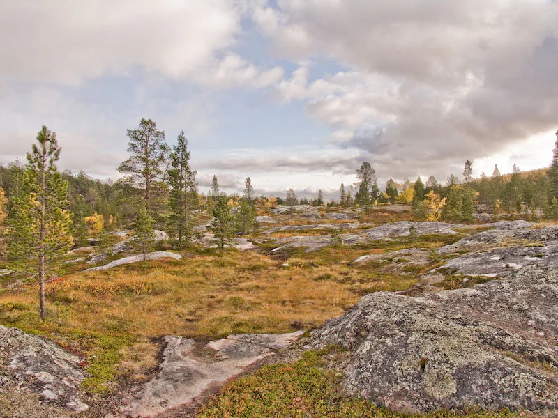 Rocky landscape with sparse grass, scattered coniferous trees, and a small stream under partly cloudy sky